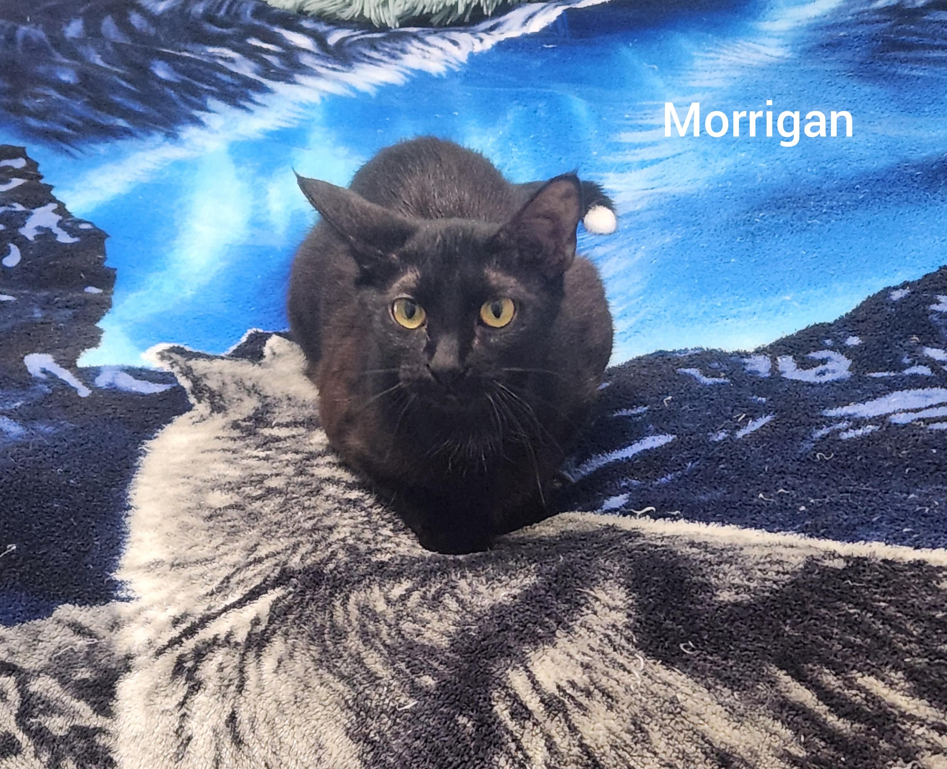 Morrigan (Orlando Fl)