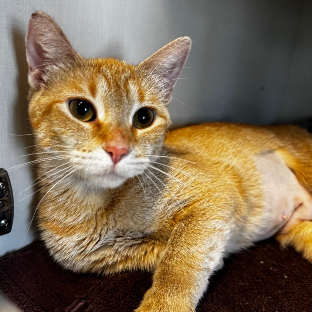 Enlarge Fiora, a Adoptable Domestic Short Hair in Wheeling, IL image 1/6