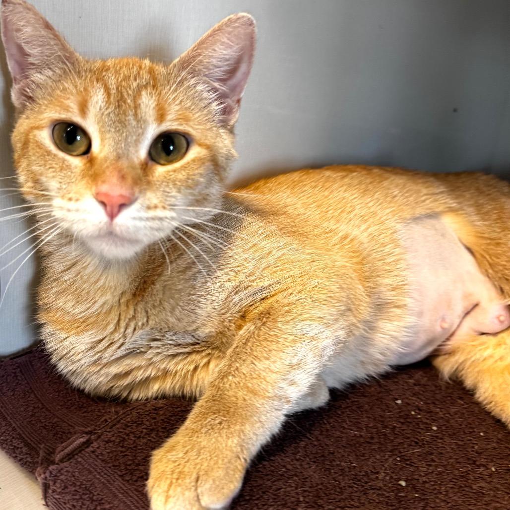 Enlarge Fiora, a Adoptable Domestic Short Hair in Wheeling, IL image 2/6