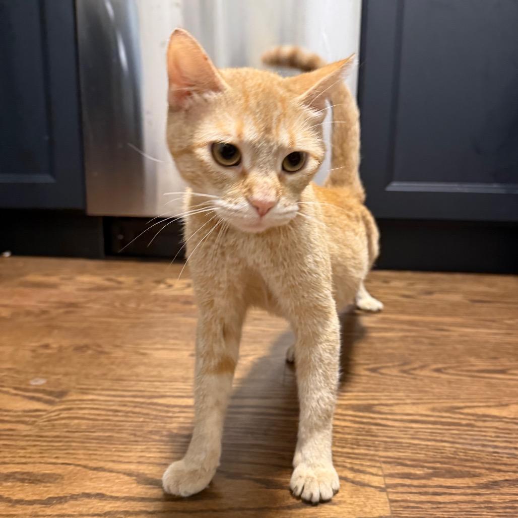 Enlarge Fiora, a Adoptable Domestic Short Hair in Wheeling, IL image 3/6