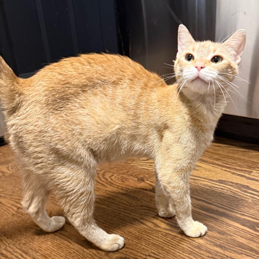 Enlarge Fiora, a Adoptable Domestic Short Hair in Wheeling, IL image 4/6