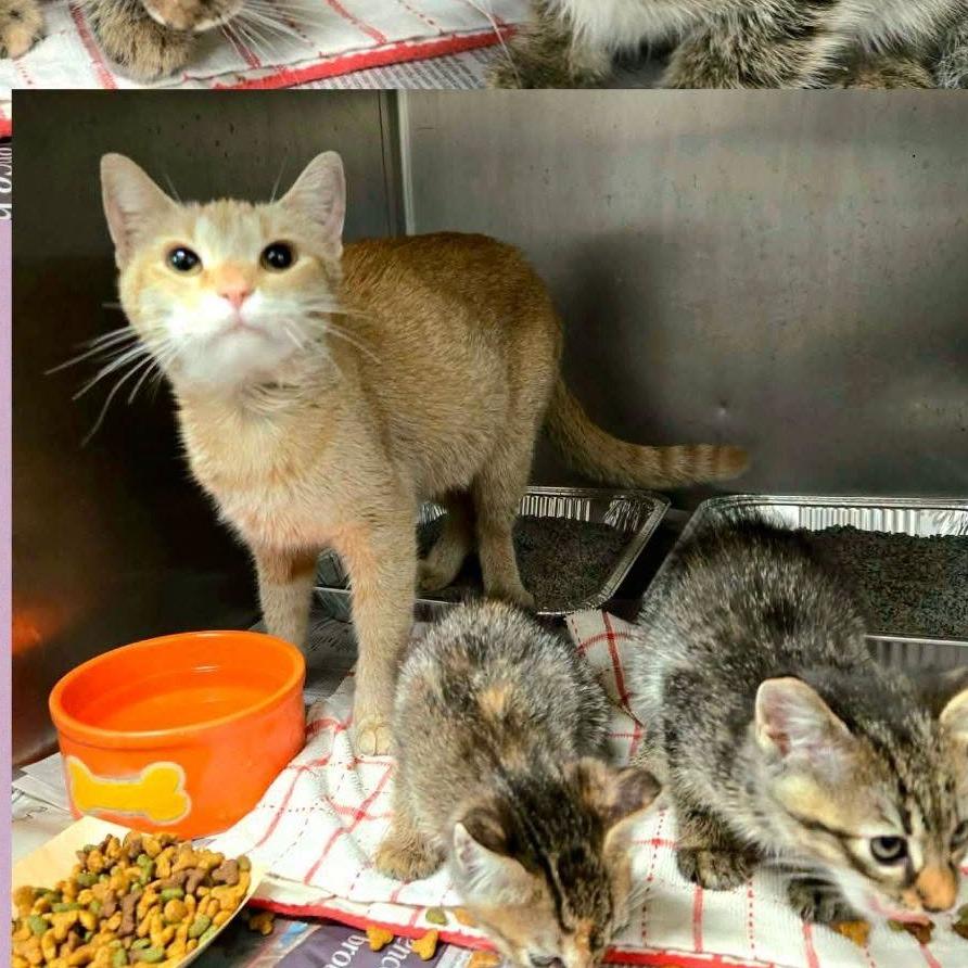 Enlarge Fiora, a Adoptable Domestic Short Hair in Wheeling, IL image 5/6
