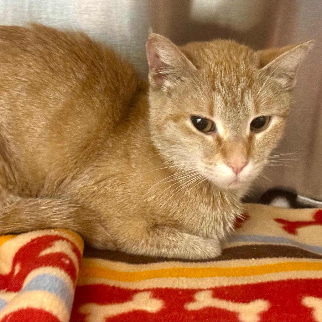 Enlarge Fiora, a Adoptable Domestic Short Hair in Wheeling, IL image 6/6