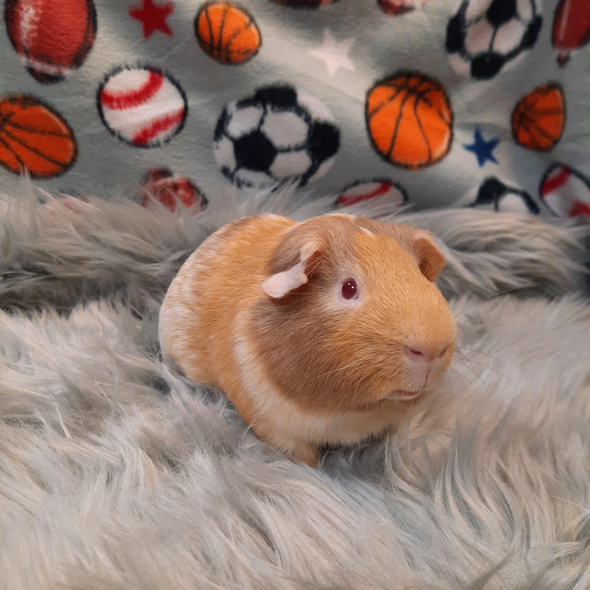Pooh, ADOPTABLE, Adult Male Guinea Pig.
