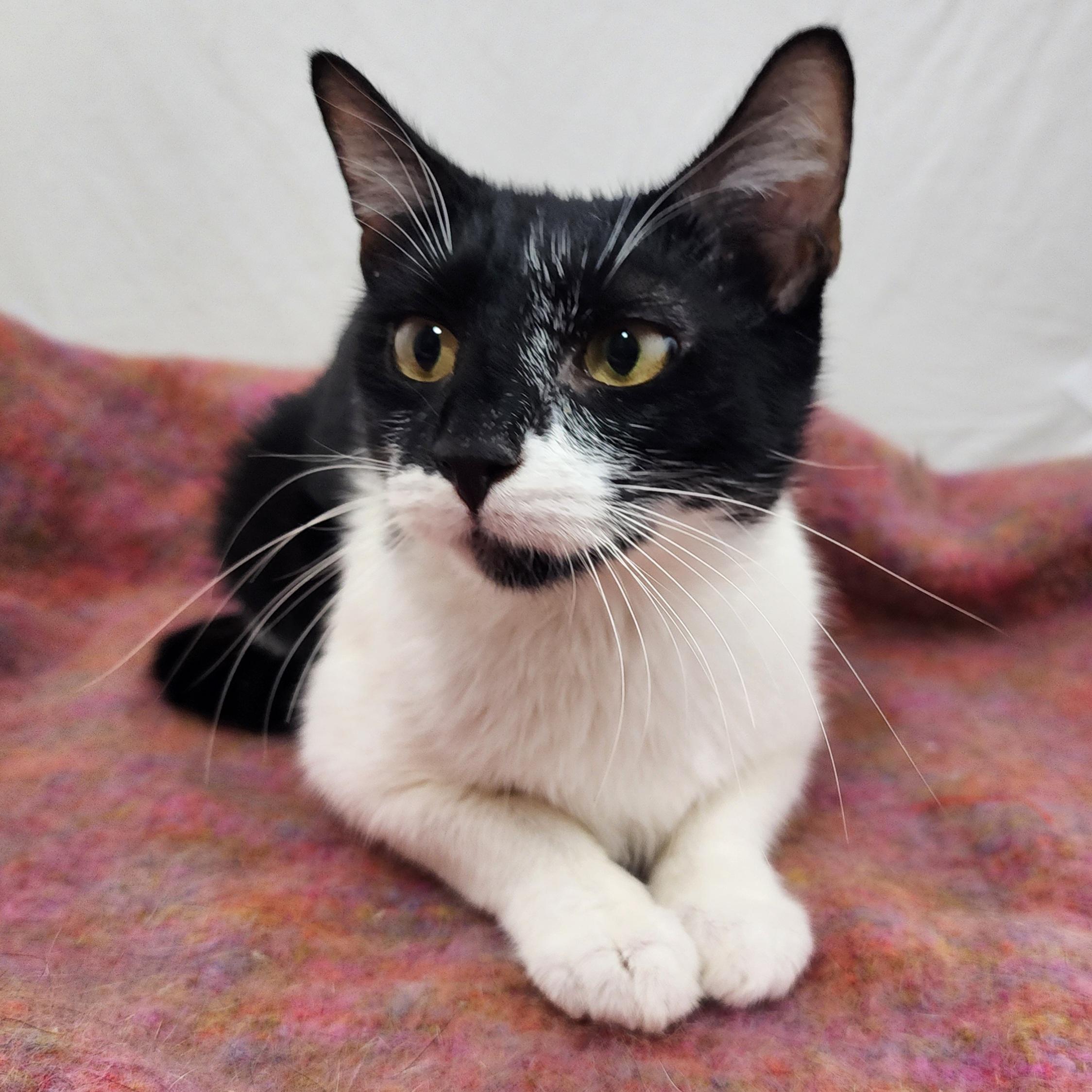 Berkey, a Adoptable Domestic Short Hair in New York, NY image 2/6