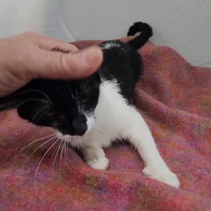 Enlarge Berkey, a Adoptable Domestic Short Hair in New York, NY video 6/6