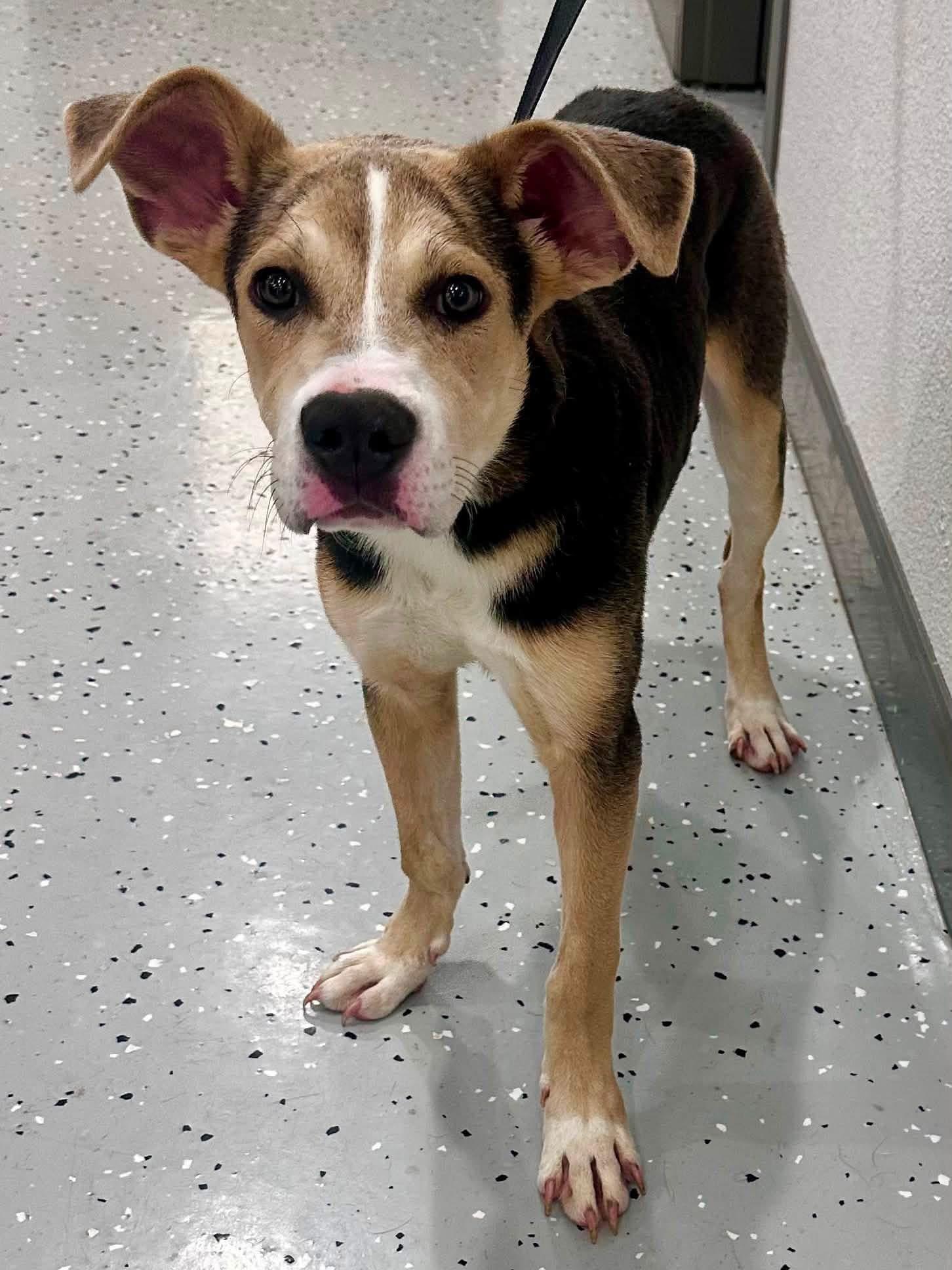 Kermie, ADOPTABLE, Young Male American Foxhound.