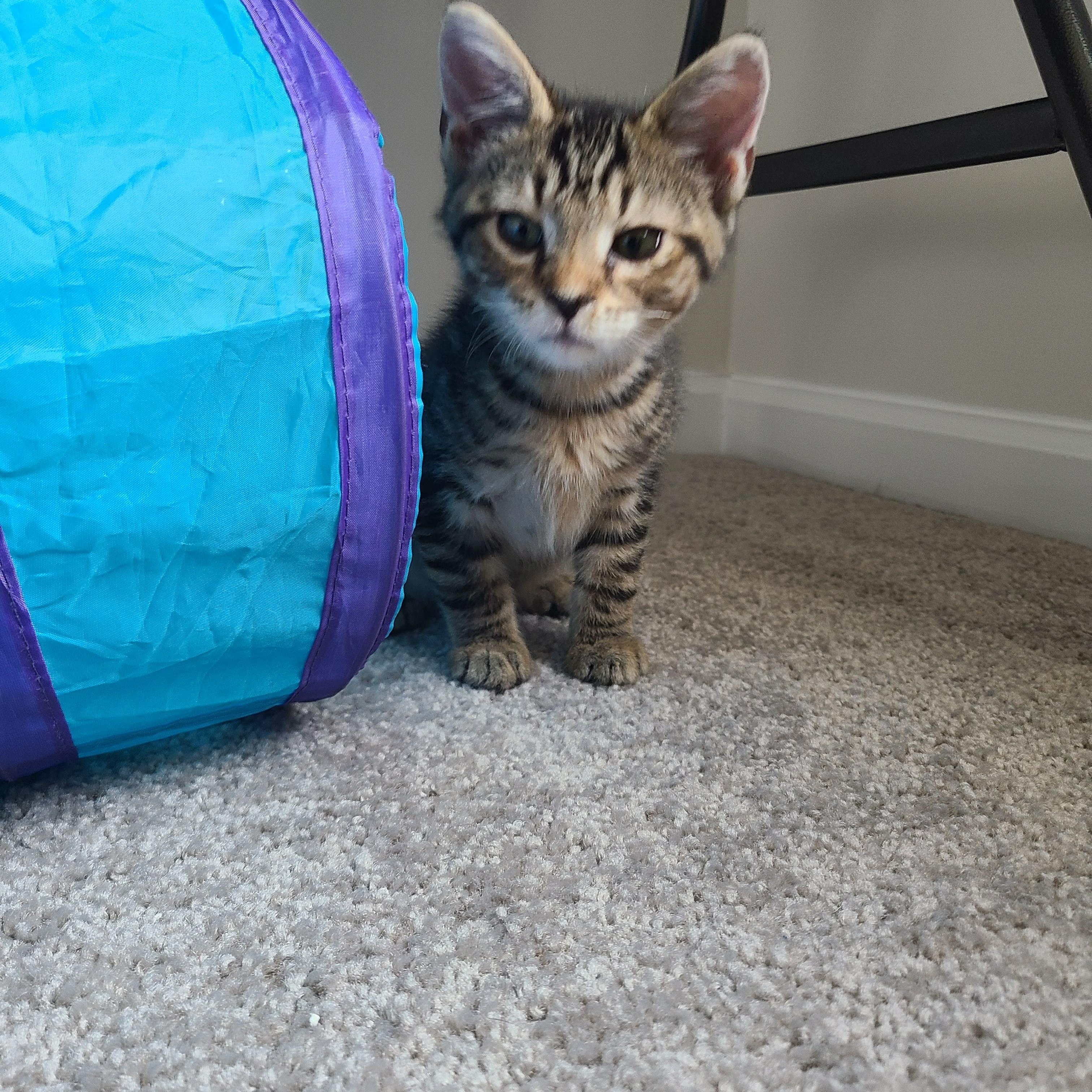 Snarf Snarf, Adoptable, Kitten Male Domestic Short Hair.