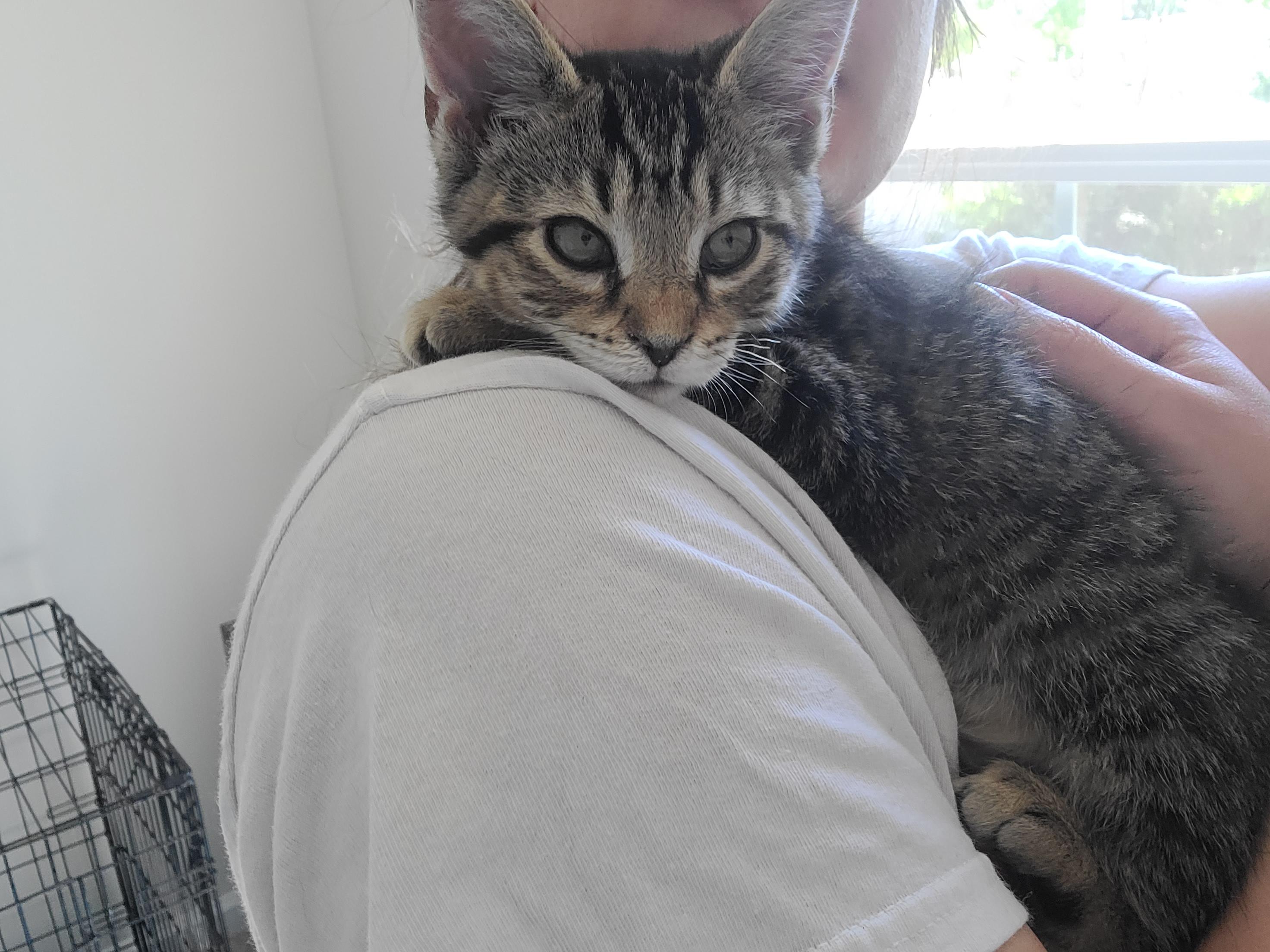 Snarf Snarf, Adoptable, Kitten Male Domestic Short Hair.