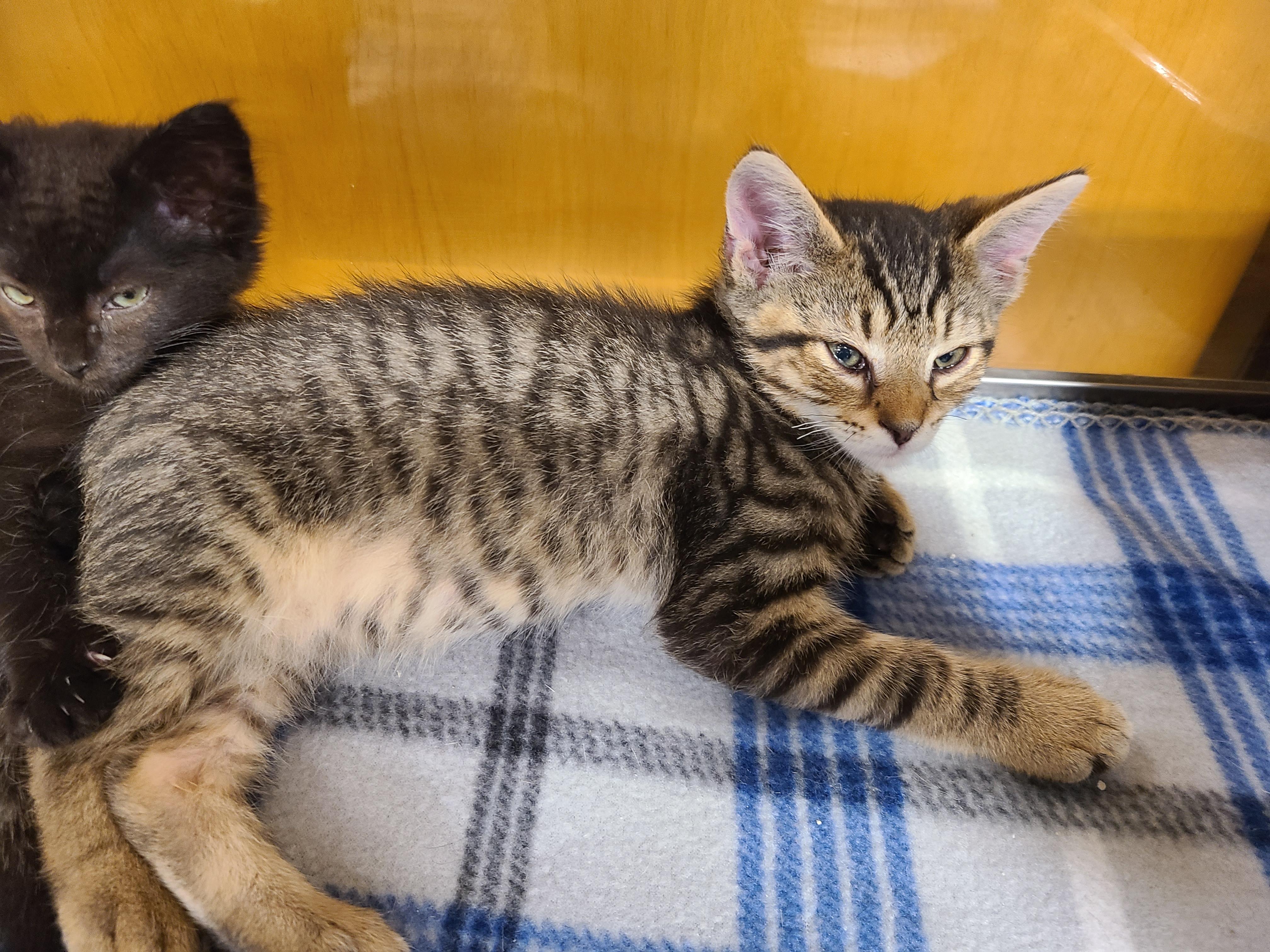 Enlarge Snarf Snarf, a Adoptable Domestic Short Hair in Gerrardstown, WV image 4/5