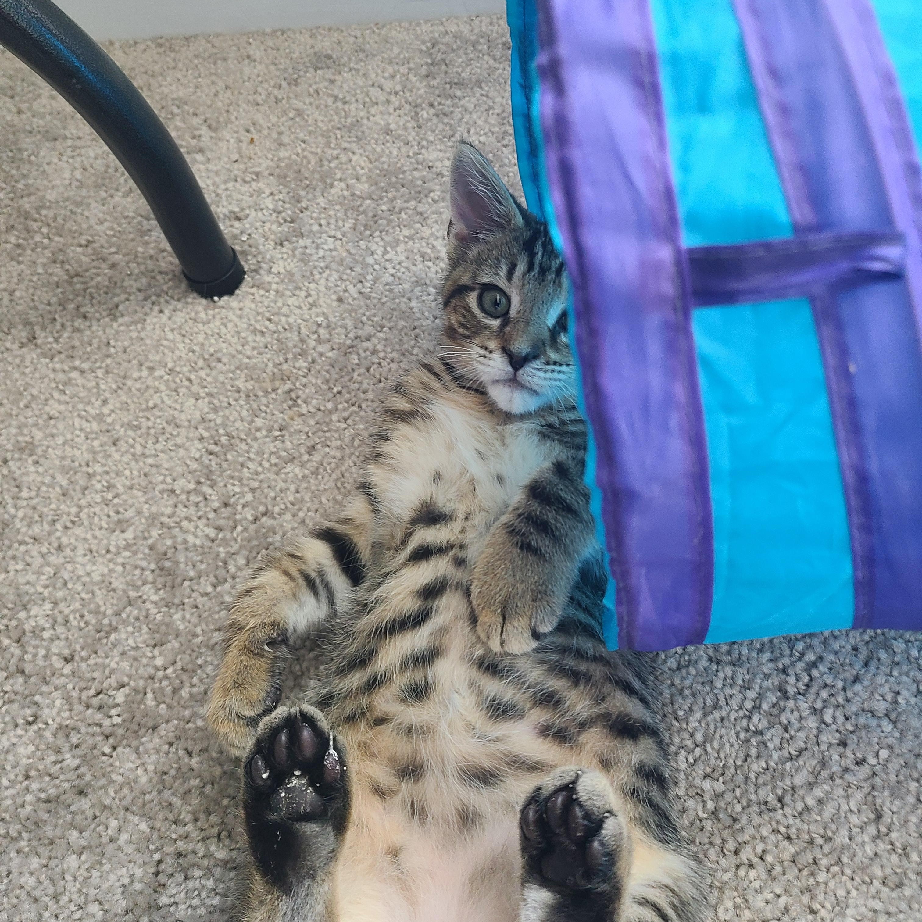 Enlarge Snarf Snarf, a Adoptable Domestic Short Hair in Gerrardstown, WV image 2/5