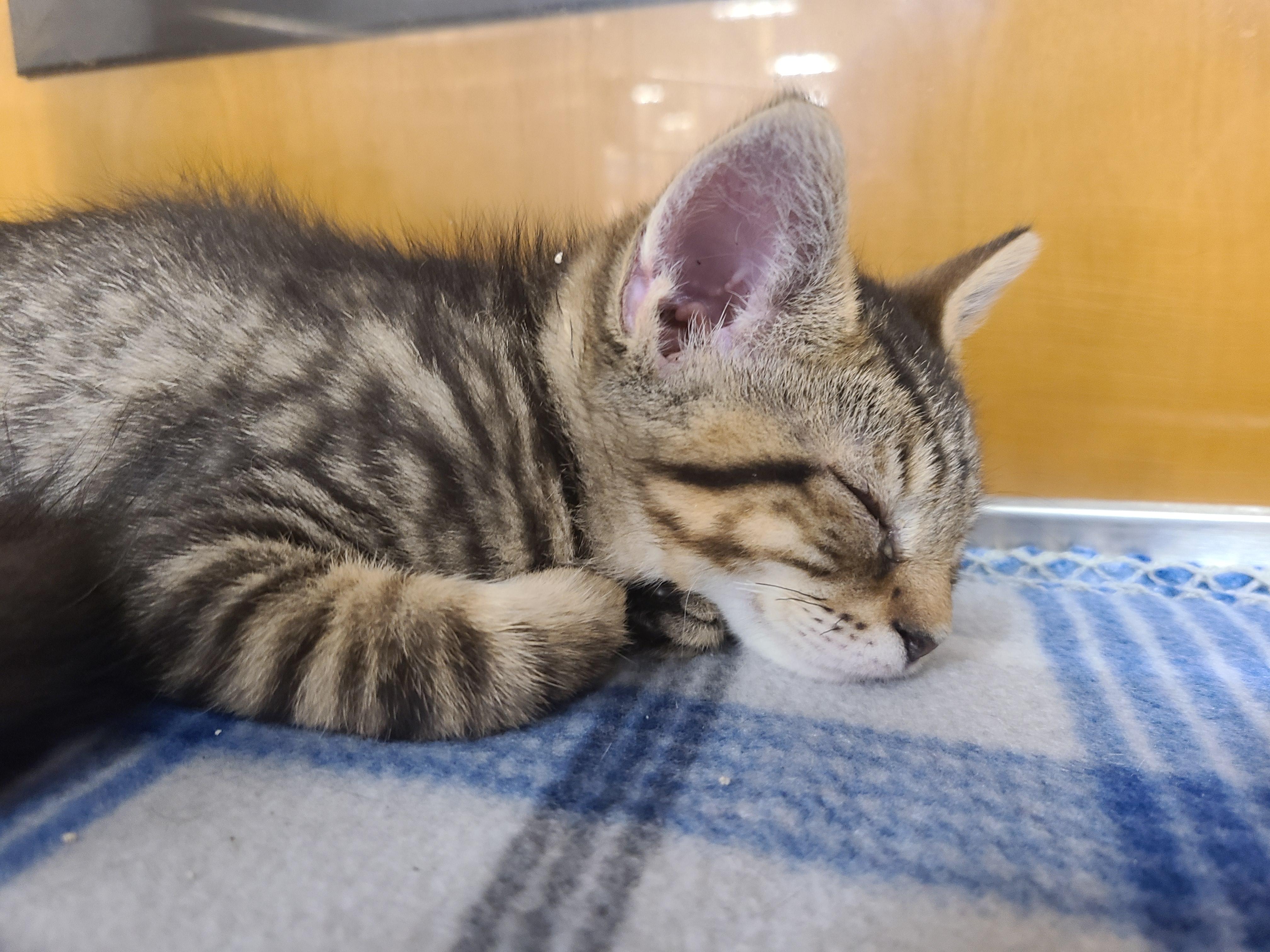 Enlarge Snarf Snarf, a Adoptable Domestic Short Hair in Gerrardstown, WV image 5/5
