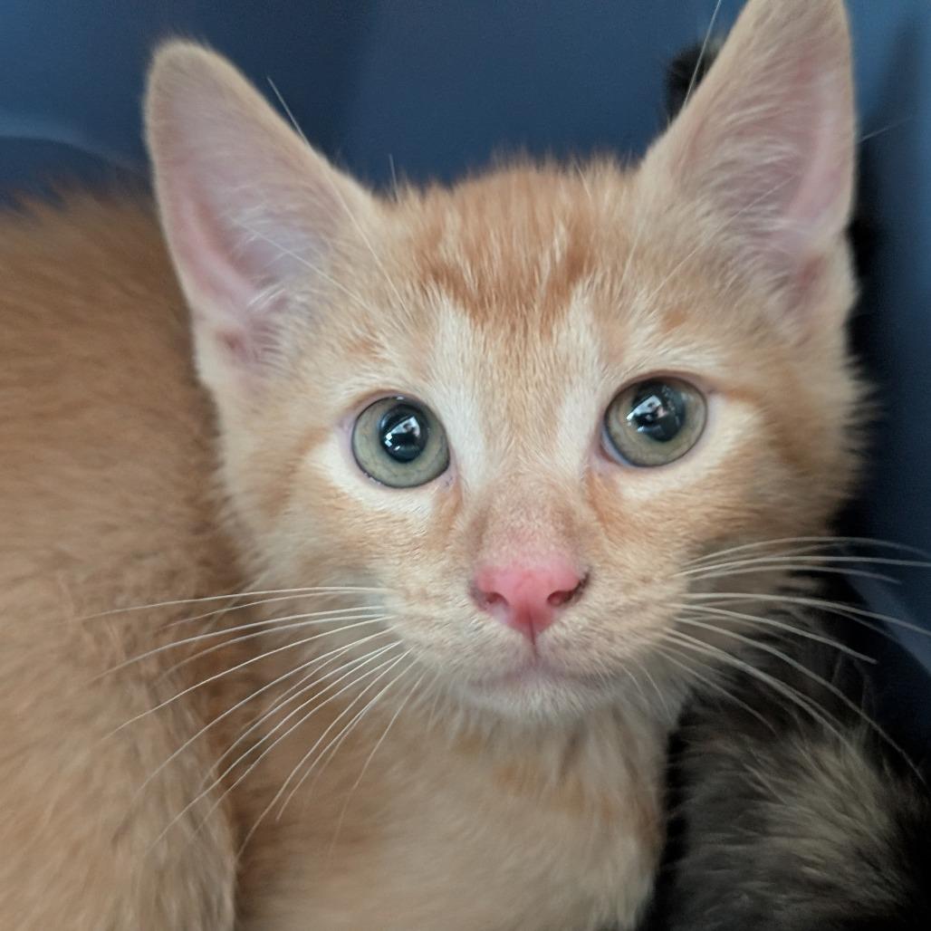 Furdinand, Adoptable, Kitten Male Domestic Short Hair.