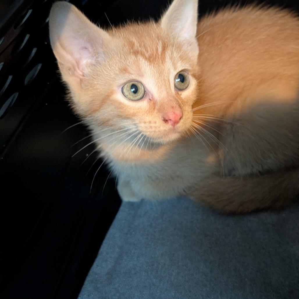 Enlarge Furdinand, a Adoptable Domestic Short Hair in Asheville, NC image 2/2