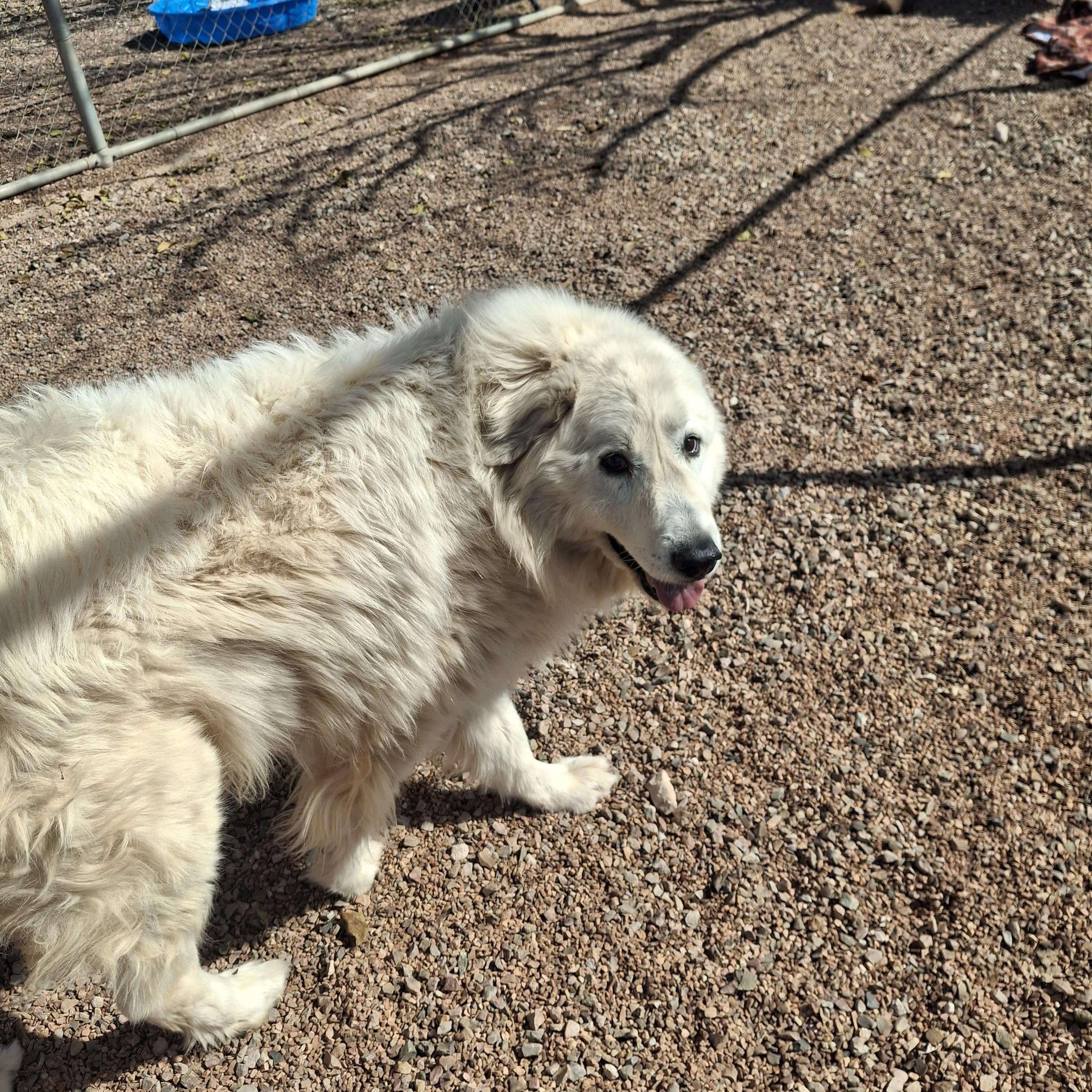 Teddy, ADOPTABLE, Adult Female Great Pyrenees.
