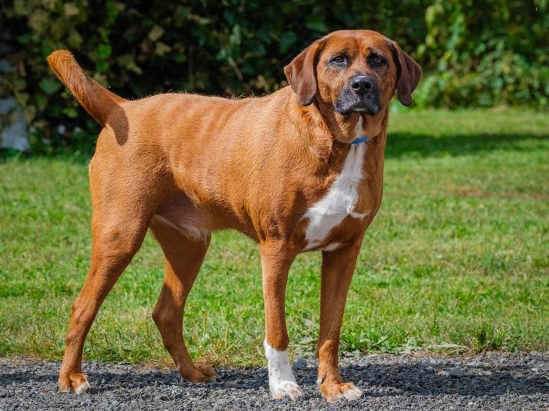 Enlarge Moose, a Adoptable mixed breed in Pointe-Fortune, QC image 2/3