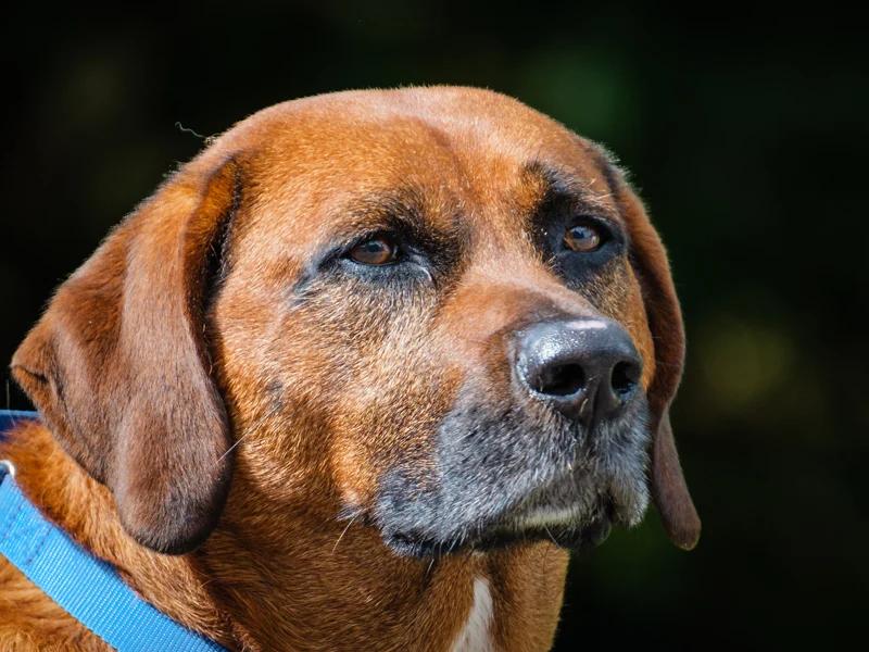 Moose, Adoptable, Adult Male Coonhound.