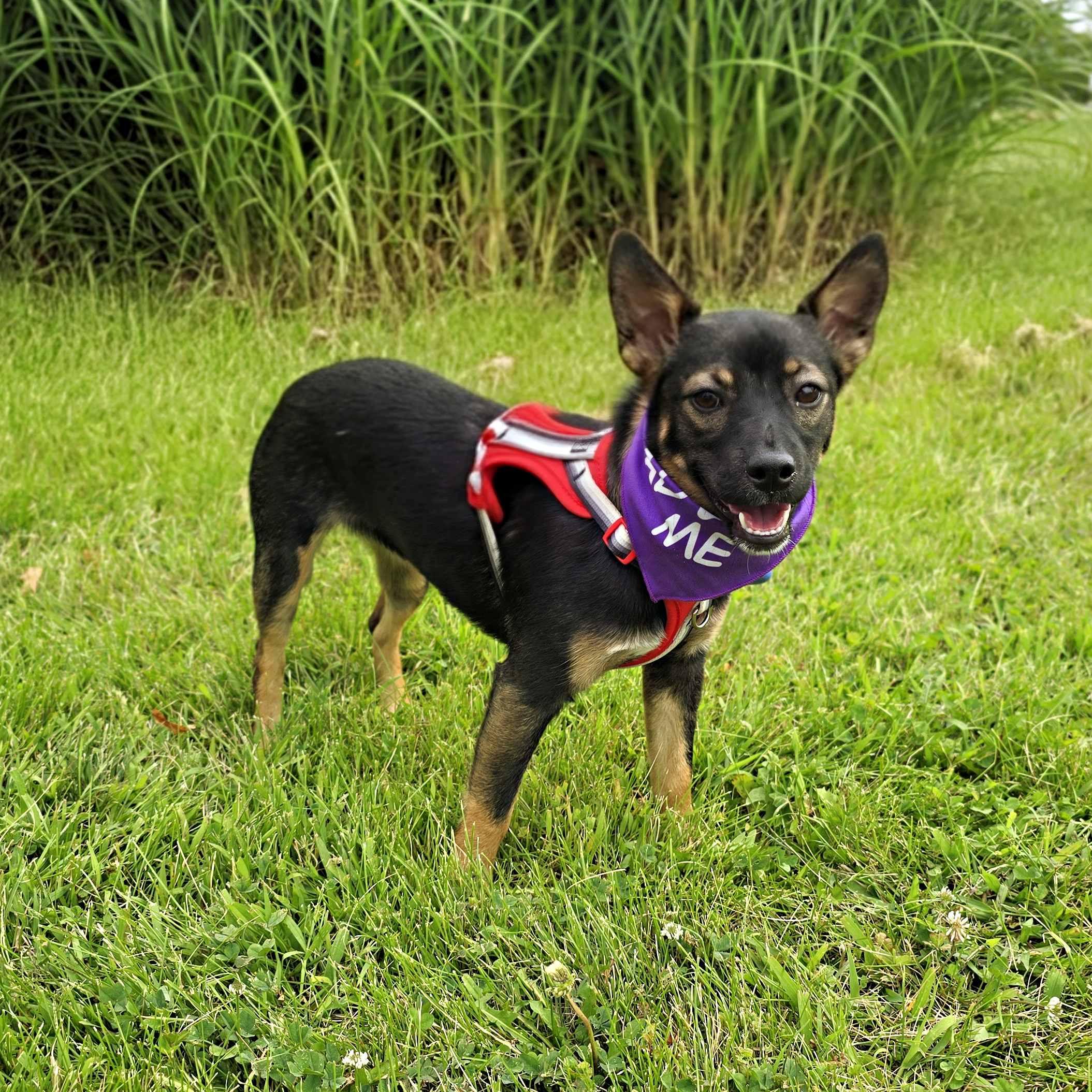 Enlarge Sassie, an adoptable mixed breed in Schaumburg, IL image 5/5