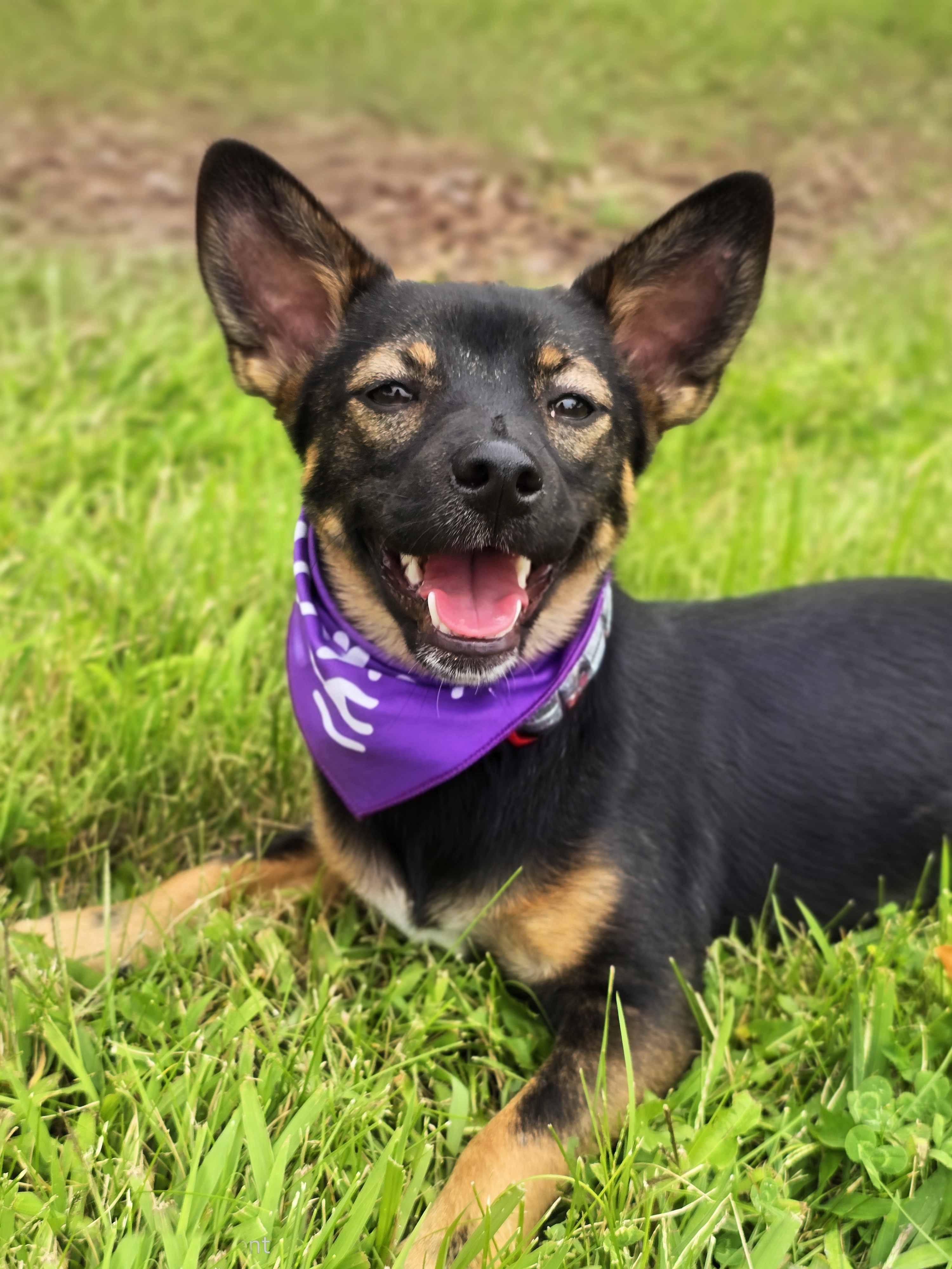 Enlarge Sassie, an adoptable mixed breed in Schaumburg, IL image 1/5