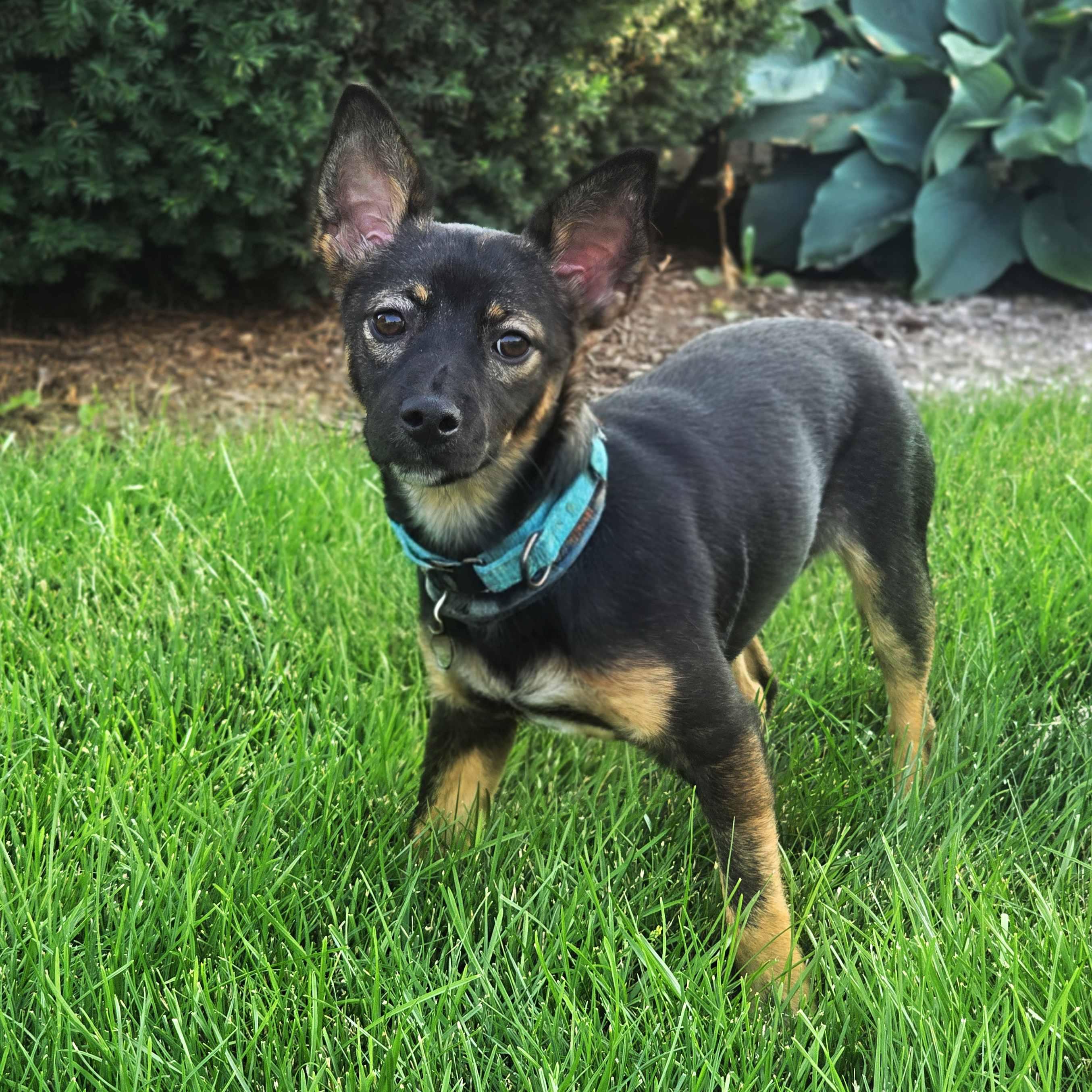 Enlarge Sassie, an adoptable mixed breed in Schaumburg, IL image 4/5
