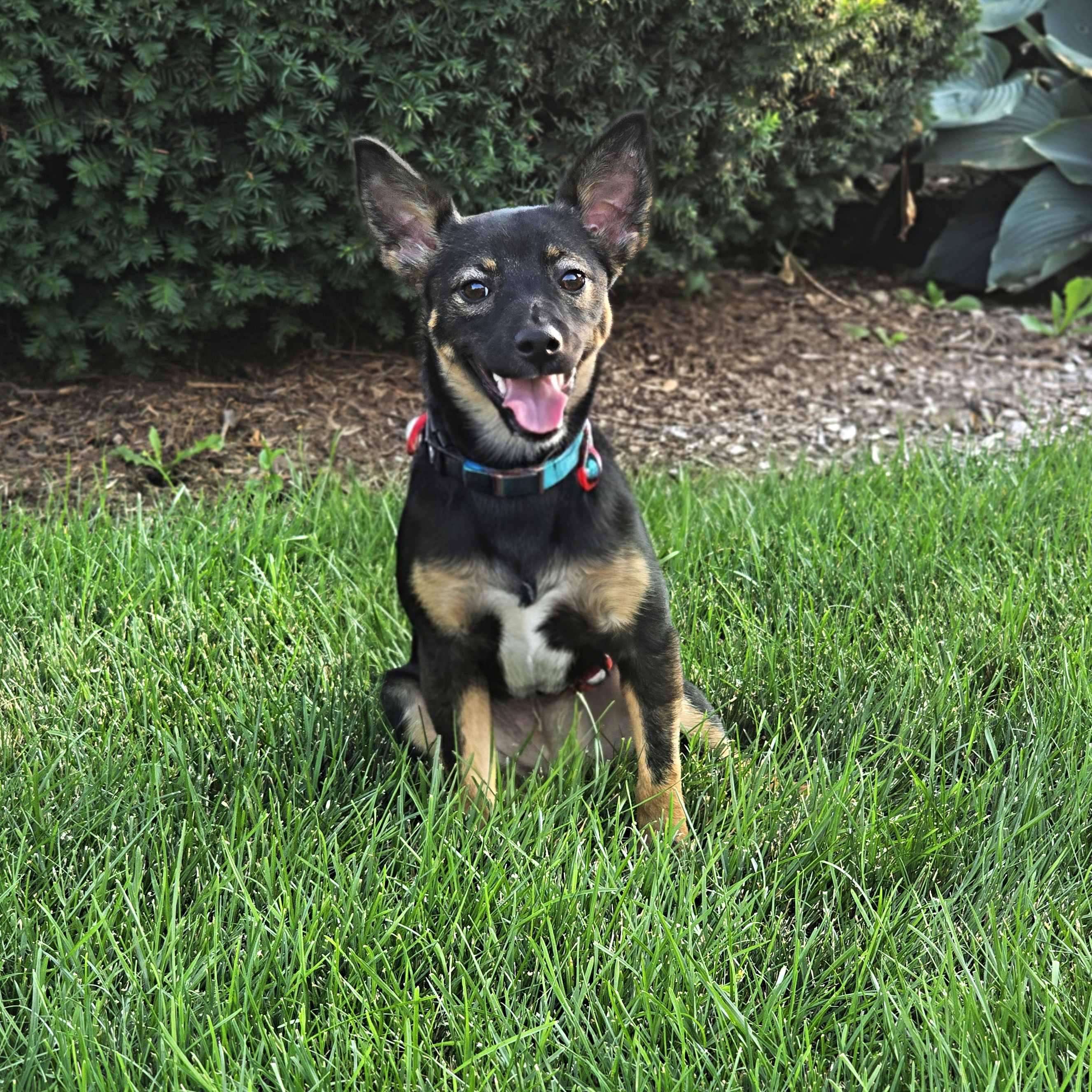 Enlarge Sassie, an adoptable mixed breed in Schaumburg, IL image 3/5