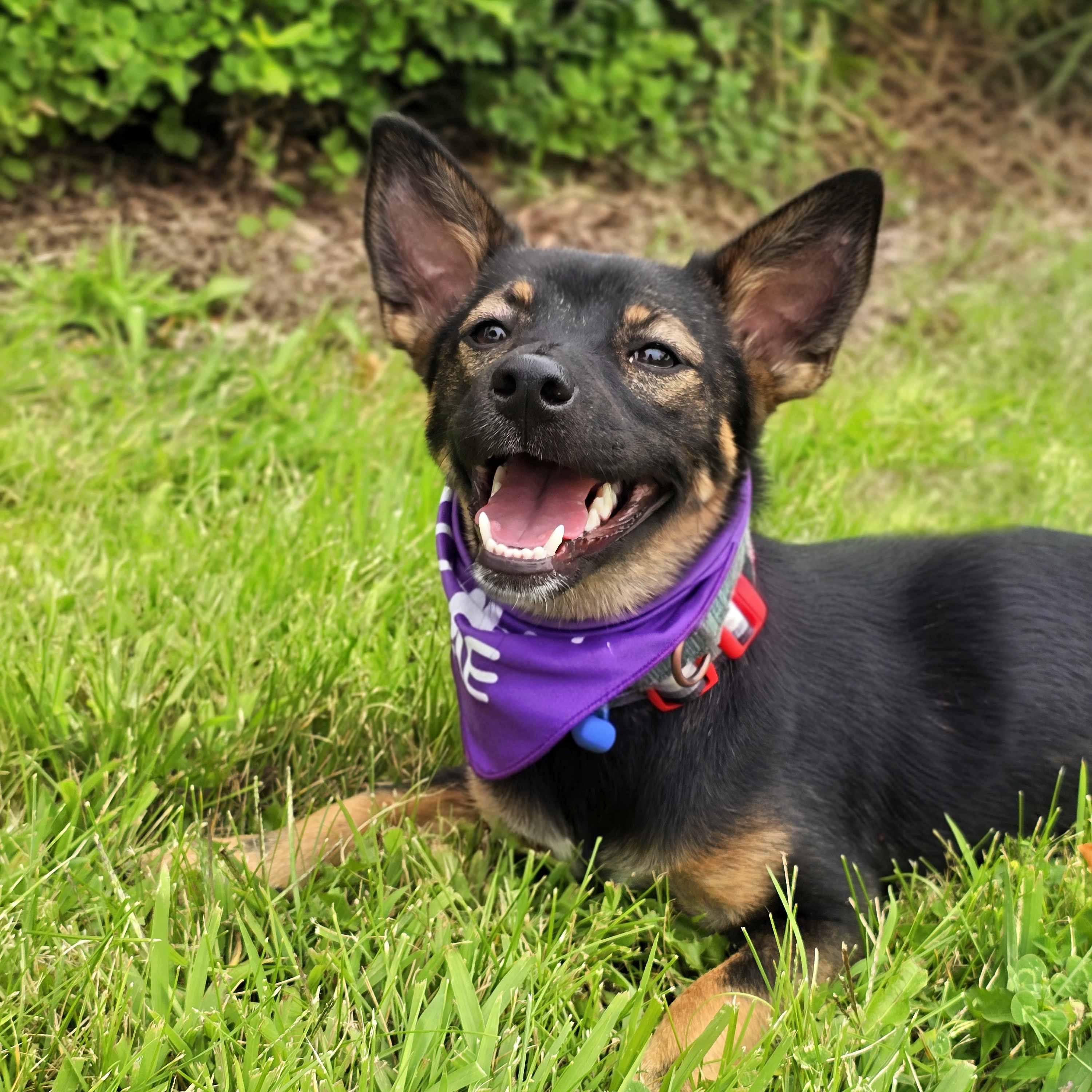 Enlarge Sassie, an adoptable mixed breed in Schaumburg, IL image 2/5
