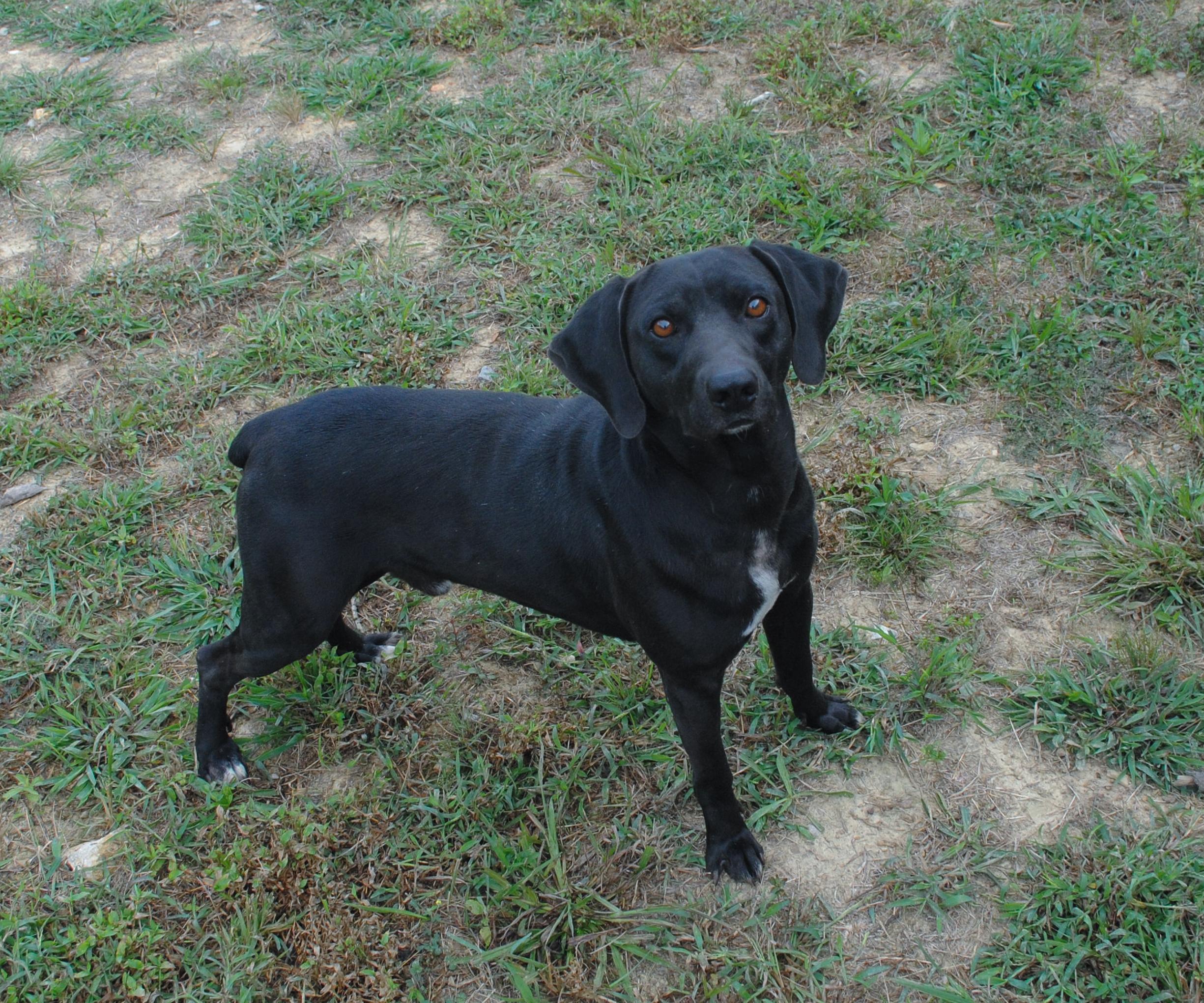 Enlarge Shadow, a Adoptable mixed breed in Manchester, TN image 2/4