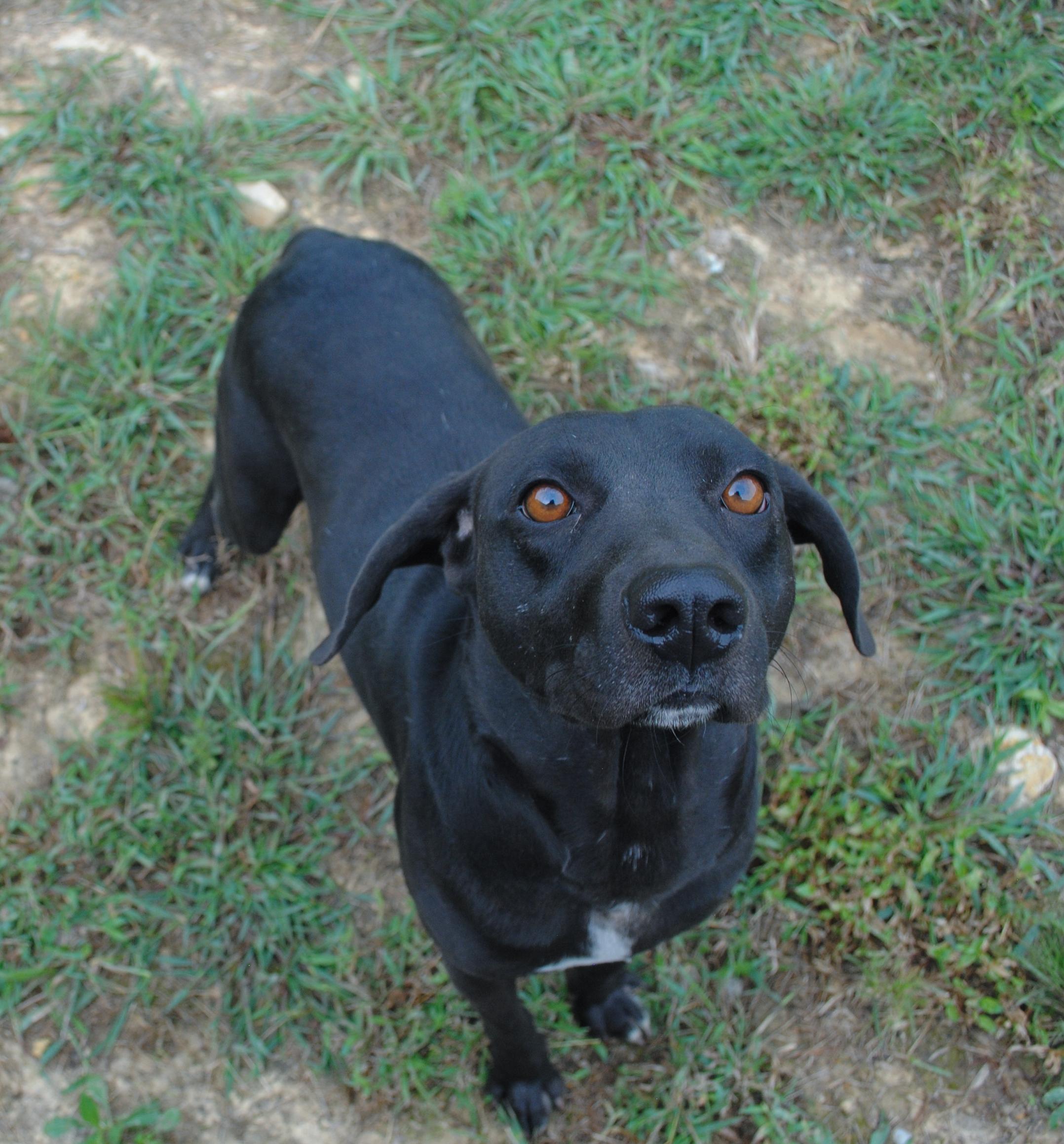 Enlarge Shadow, a Adoptable mixed breed in Manchester, TN image 4/4