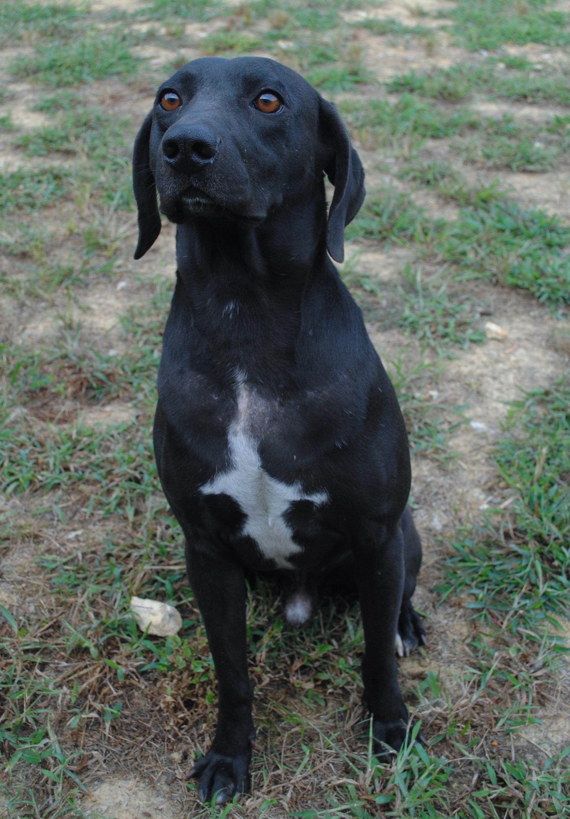 Enlarge Shadow, a Adoptable mixed breed in Manchester, TN image 3/4