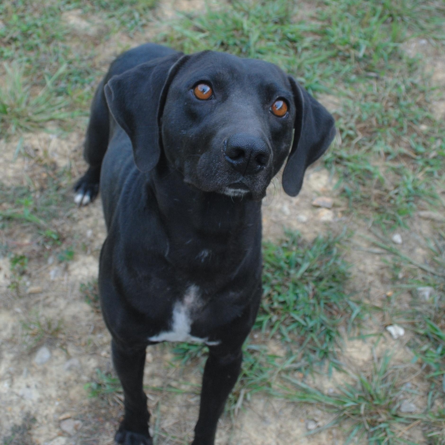 Shadow, Adoptable, Young Male Black Labrador Retriever.