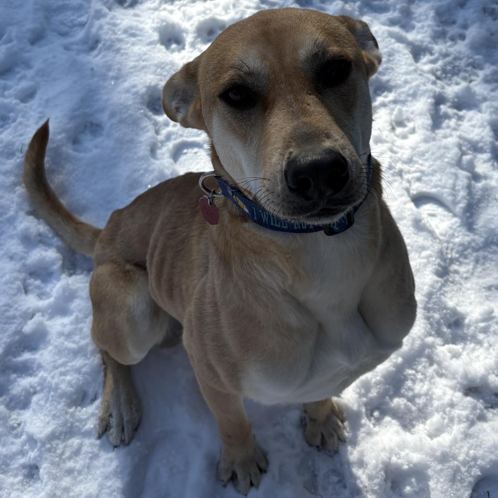 Lil Nebo, a Adoptable mixed breed in Calverton, NY image 1/4