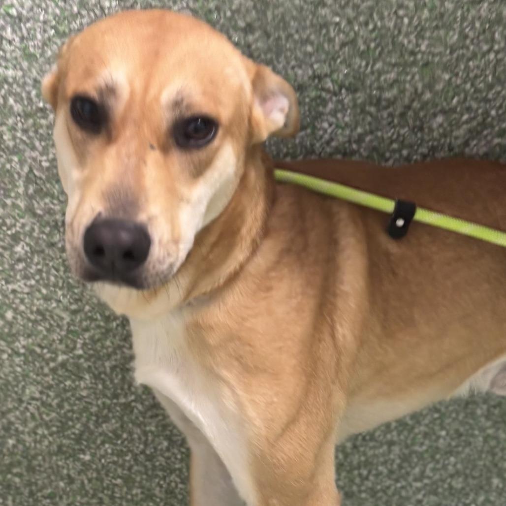 Lil Nebo, a Adoptable mixed breed in Calverton, NY image 2/4