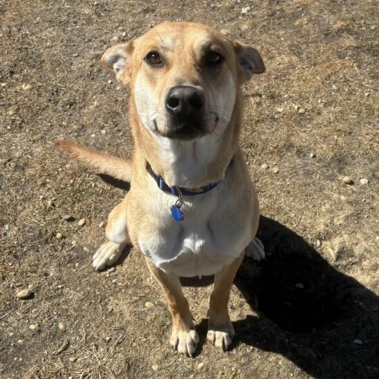 Enlarge Lil Nebo, a Adoptable mixed breed in Calverton, NY image 1/5