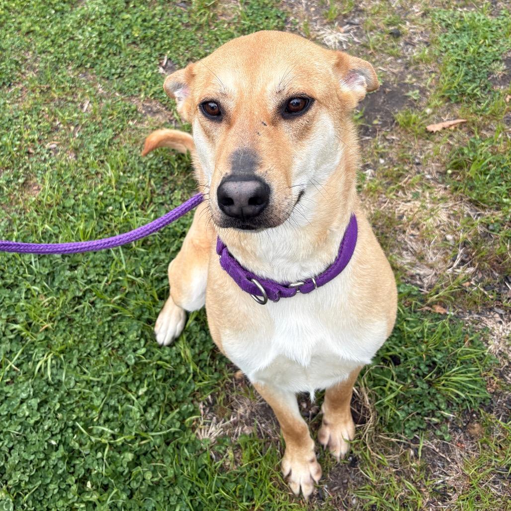 Enlarge Lil Nebo, a Adoptable mixed breed in Calverton, NY image 2/6