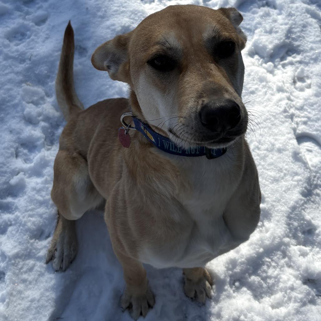 Lil Nebo, a Adoptable mixed breed in Calverton, NY image 3/4