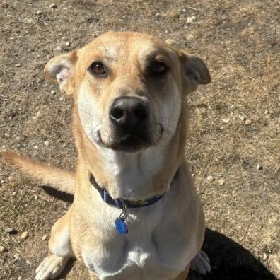 Enlarge Lil Nebo, a Adoptable mixed breed in Calverton, NY image 2/5