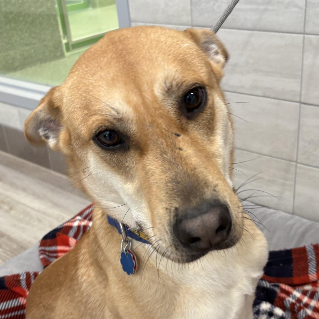 Enlarge Lil Nebo, a Adoptable mixed breed in Calverton, NY image 3/5