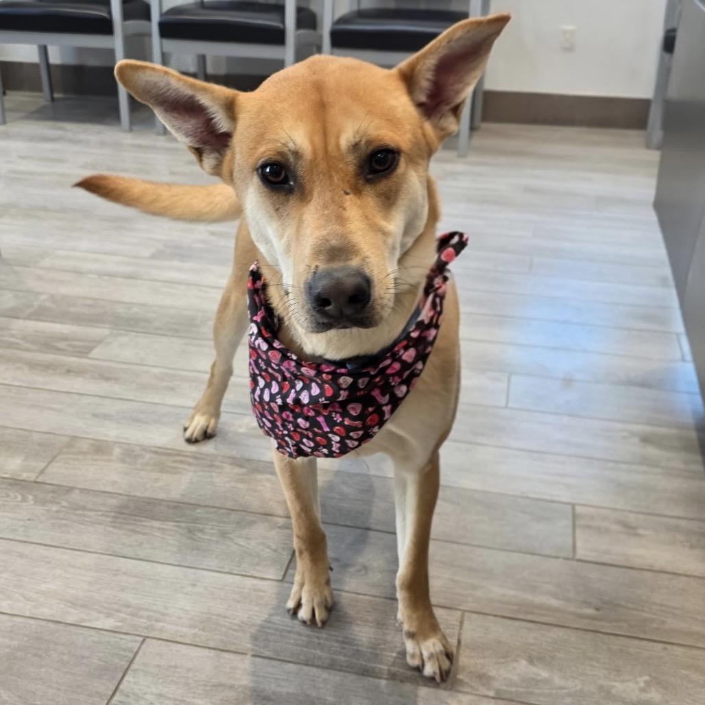 Lil Nebo, a Adoptable mixed breed in Calverton, NY image 4/4