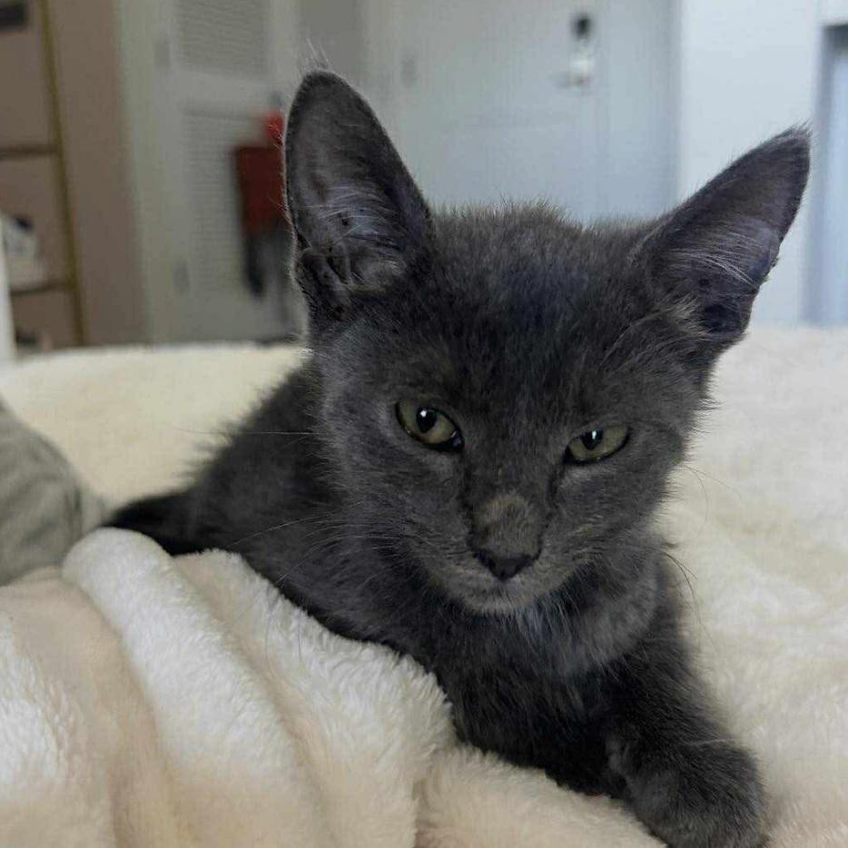 Enlarge Bicadillo, a Adoptable Domestic Short Hair in Tampa, FL image 1/4