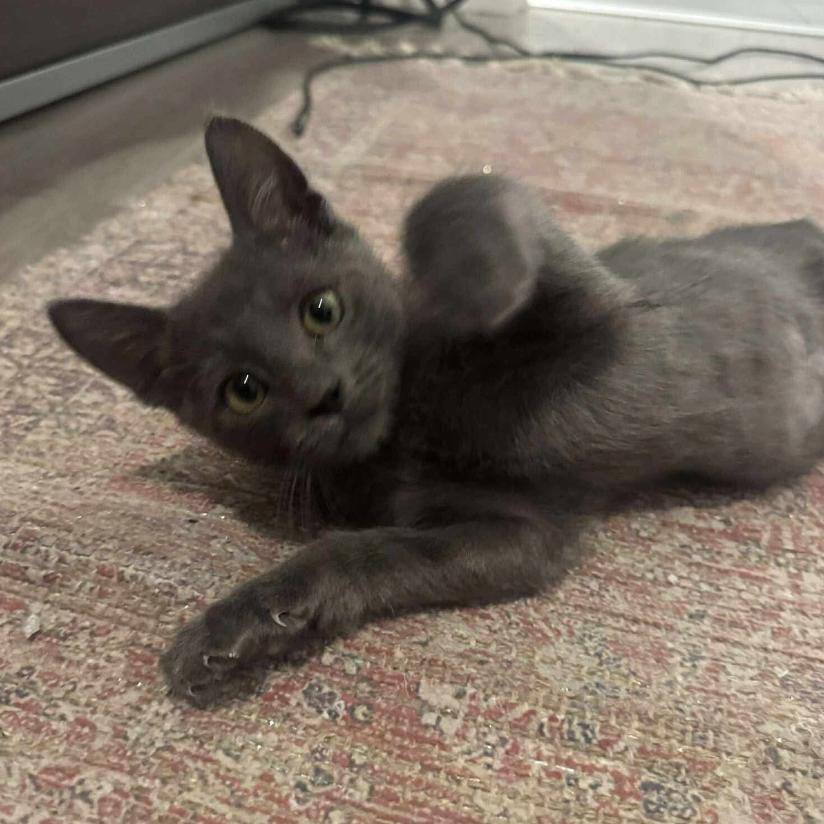 Enlarge Bicadillo, a Adoptable Domestic Short Hair in Tampa, FL image 2/4