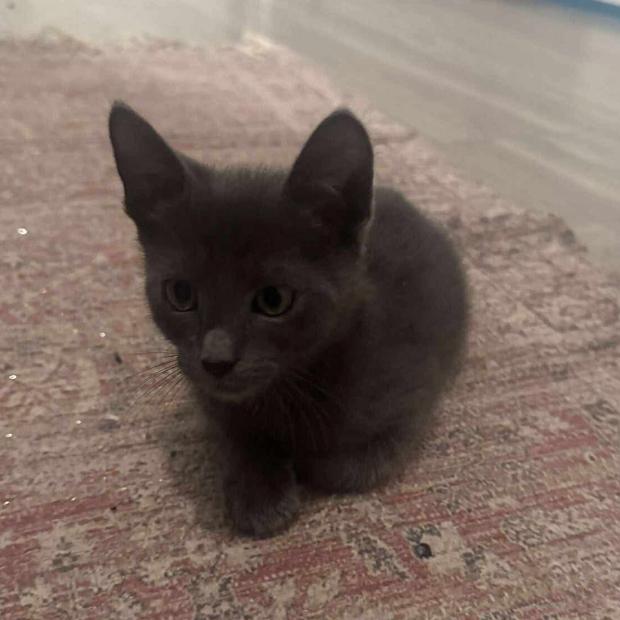 Enlarge Bicadillo, a Adoptable Domestic Short Hair in Tampa, FL image 3/4