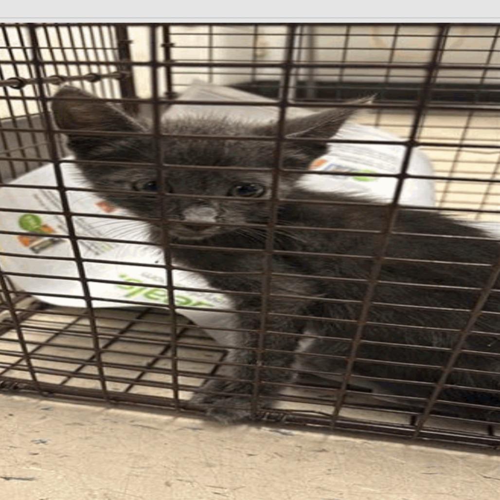 Enlarge Bicadillo, a Adoptable Domestic Short Hair in Tampa, FL image 4/4