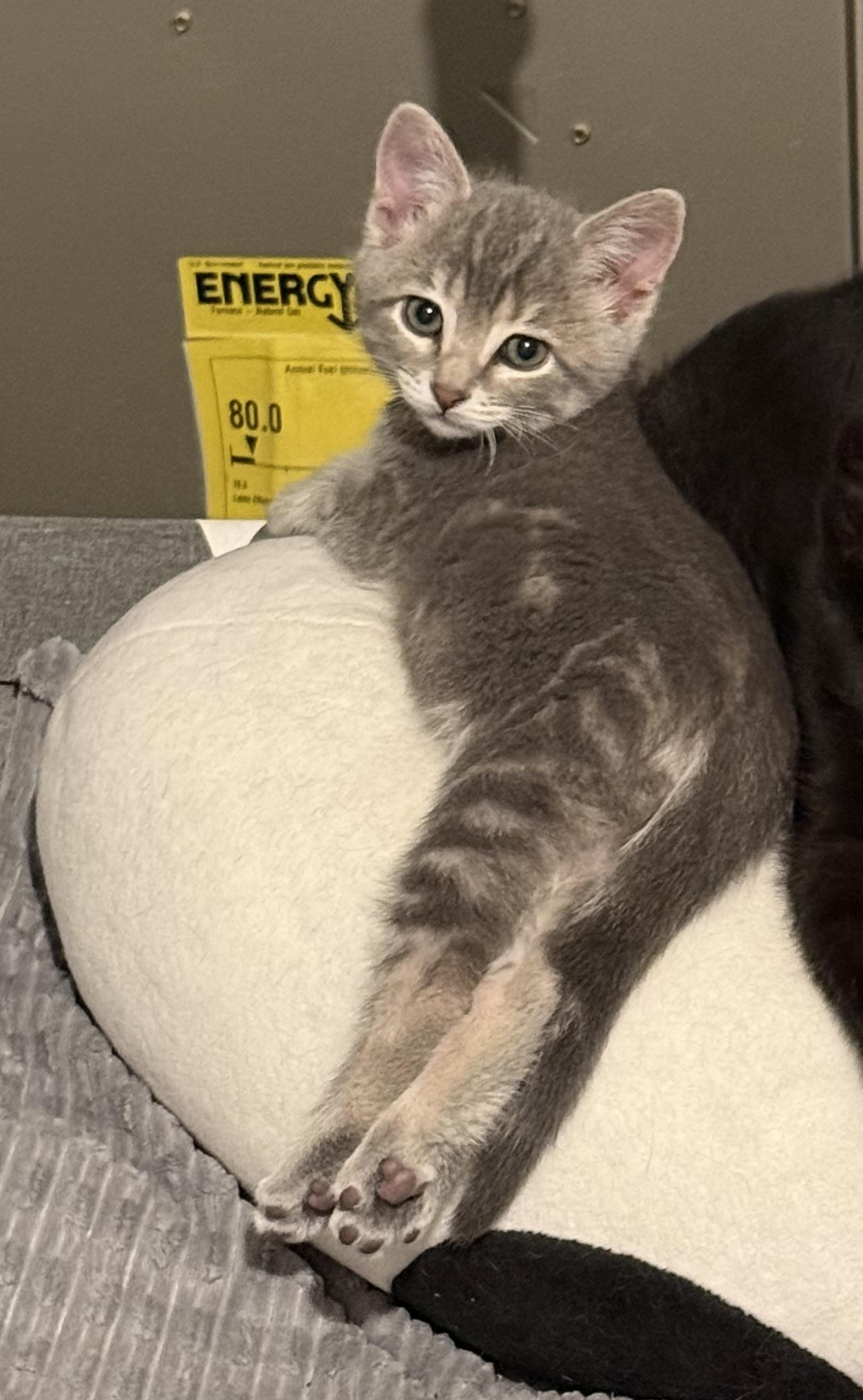 Mike Wazowski, an adopted mixed breed in Omaha, NE image 2/4
