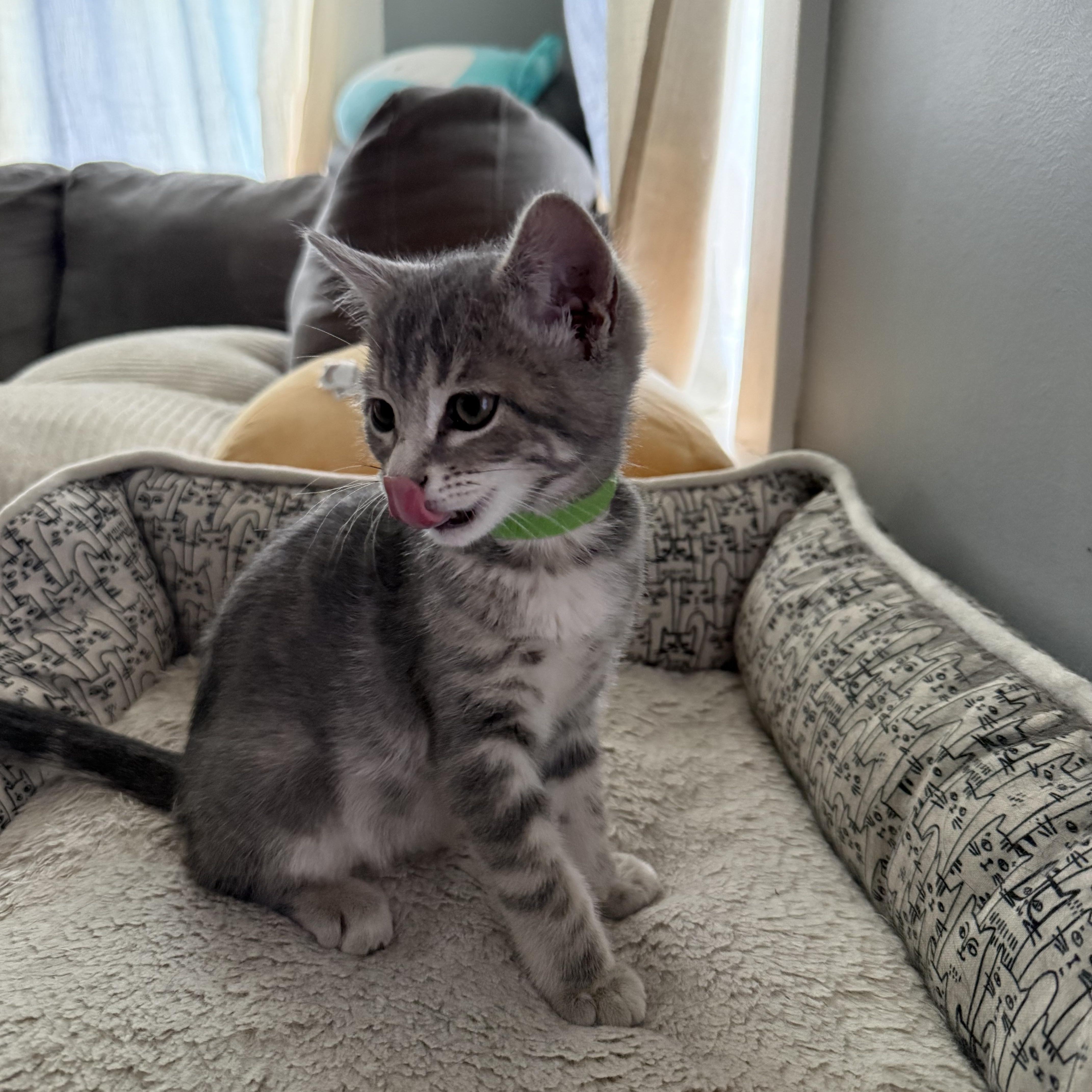 Mike Wazowski, an adopted mixed breed in Omaha, NE image 4/4