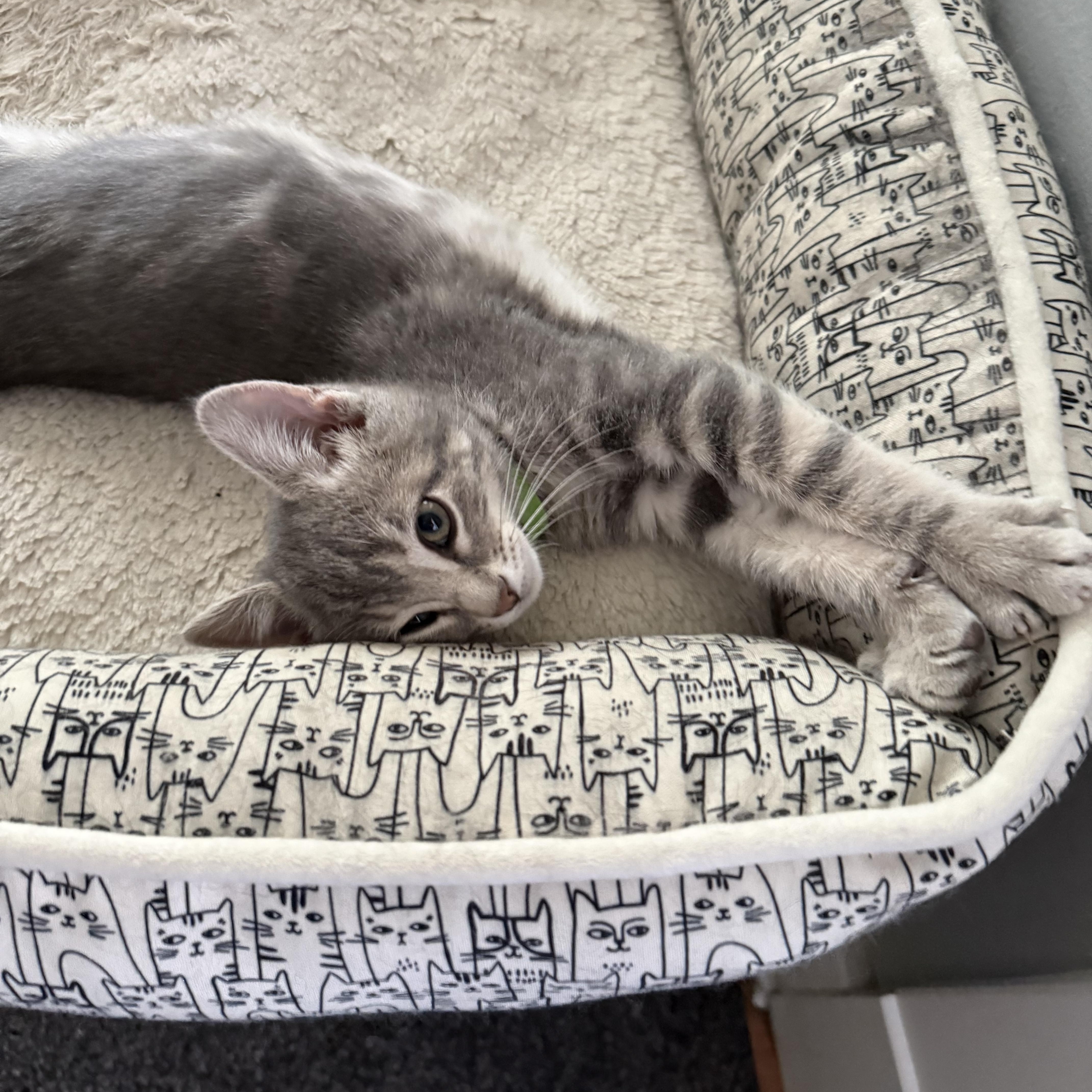 Mike Wazowski, an adopted mixed breed in Omaha, NE image 3/4