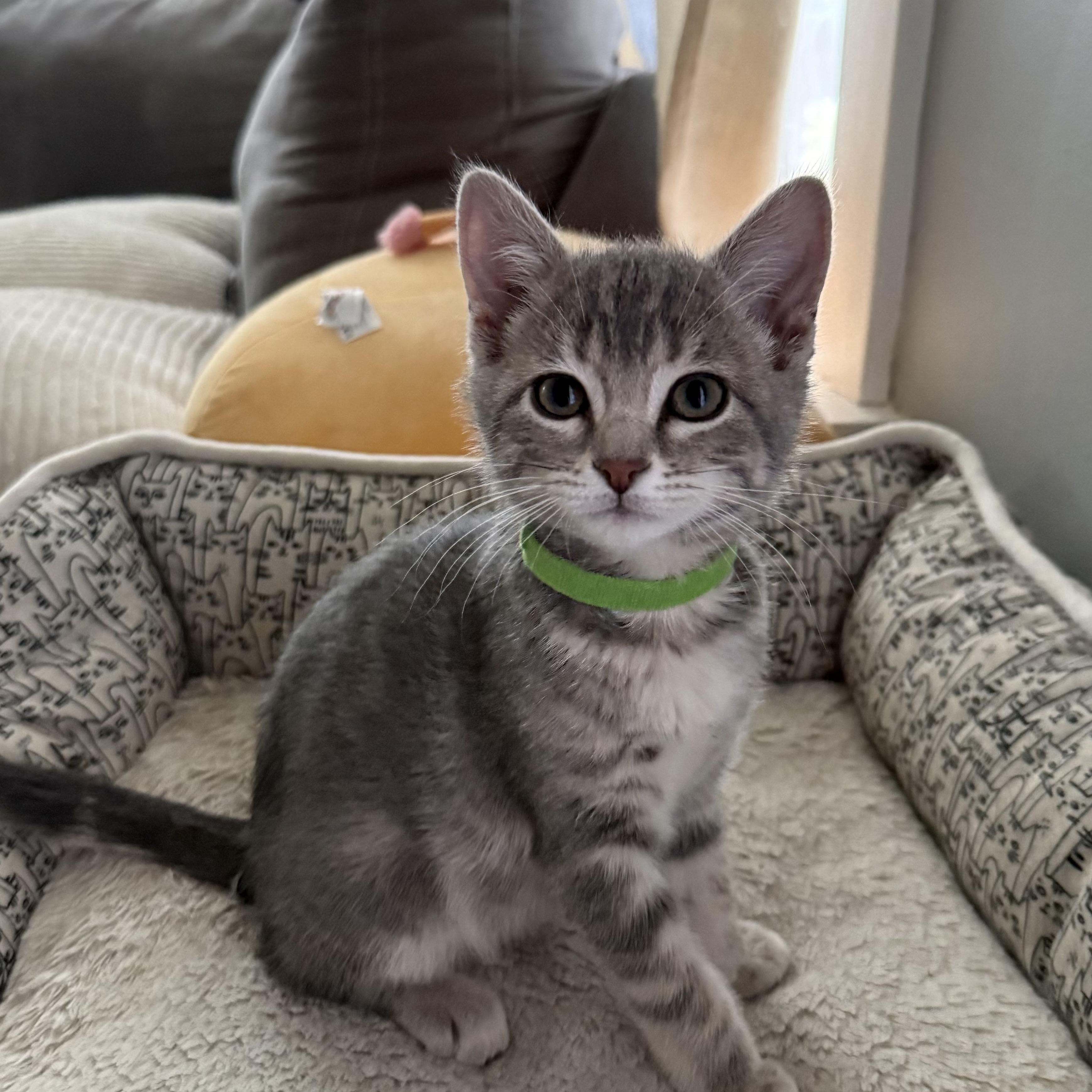 Mike Wazowski, an adopted mixed breed in Omaha, NE image 1/4