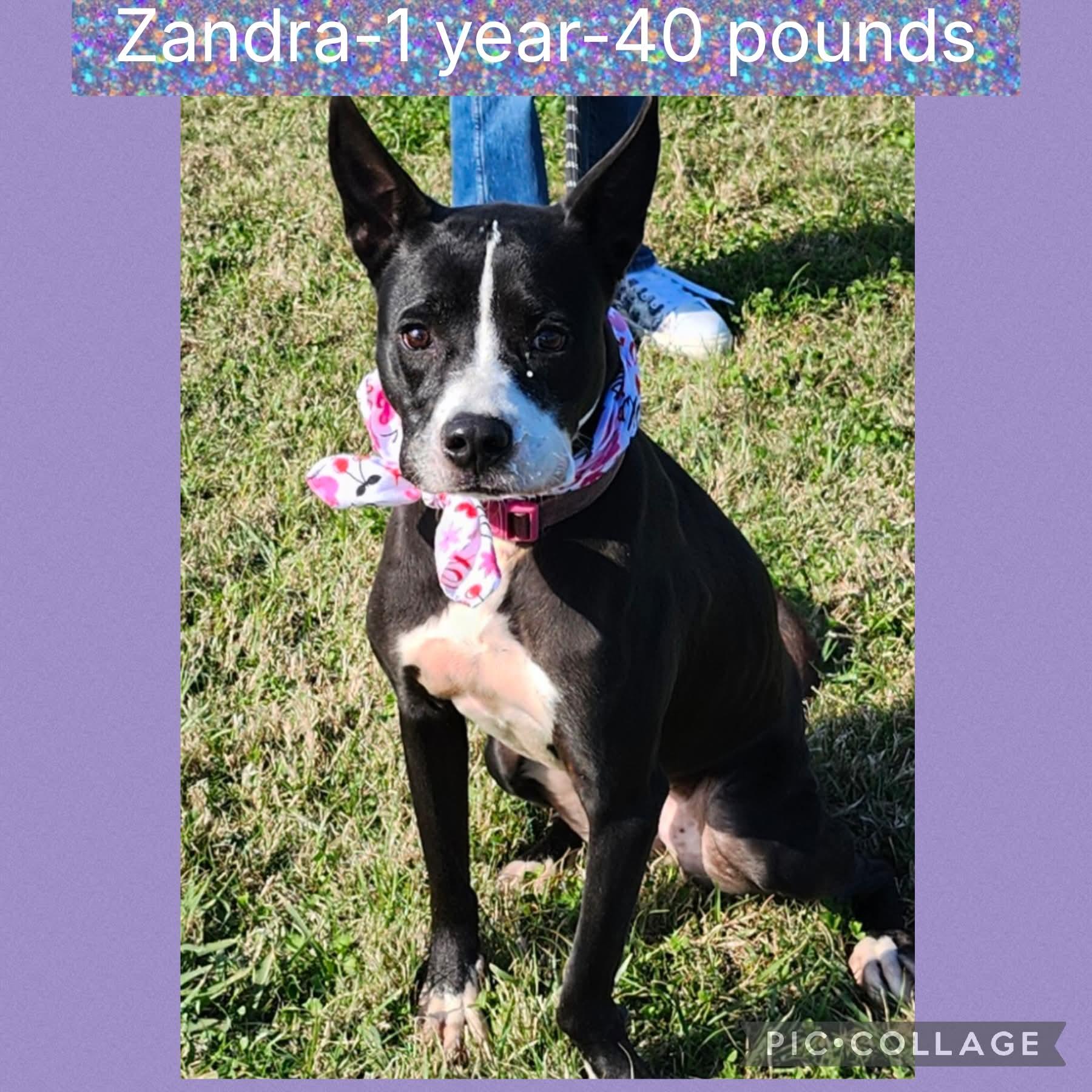Enlarge Zandra, a ADOPTABLE mixed breed in New Iberia, LA image 1/1