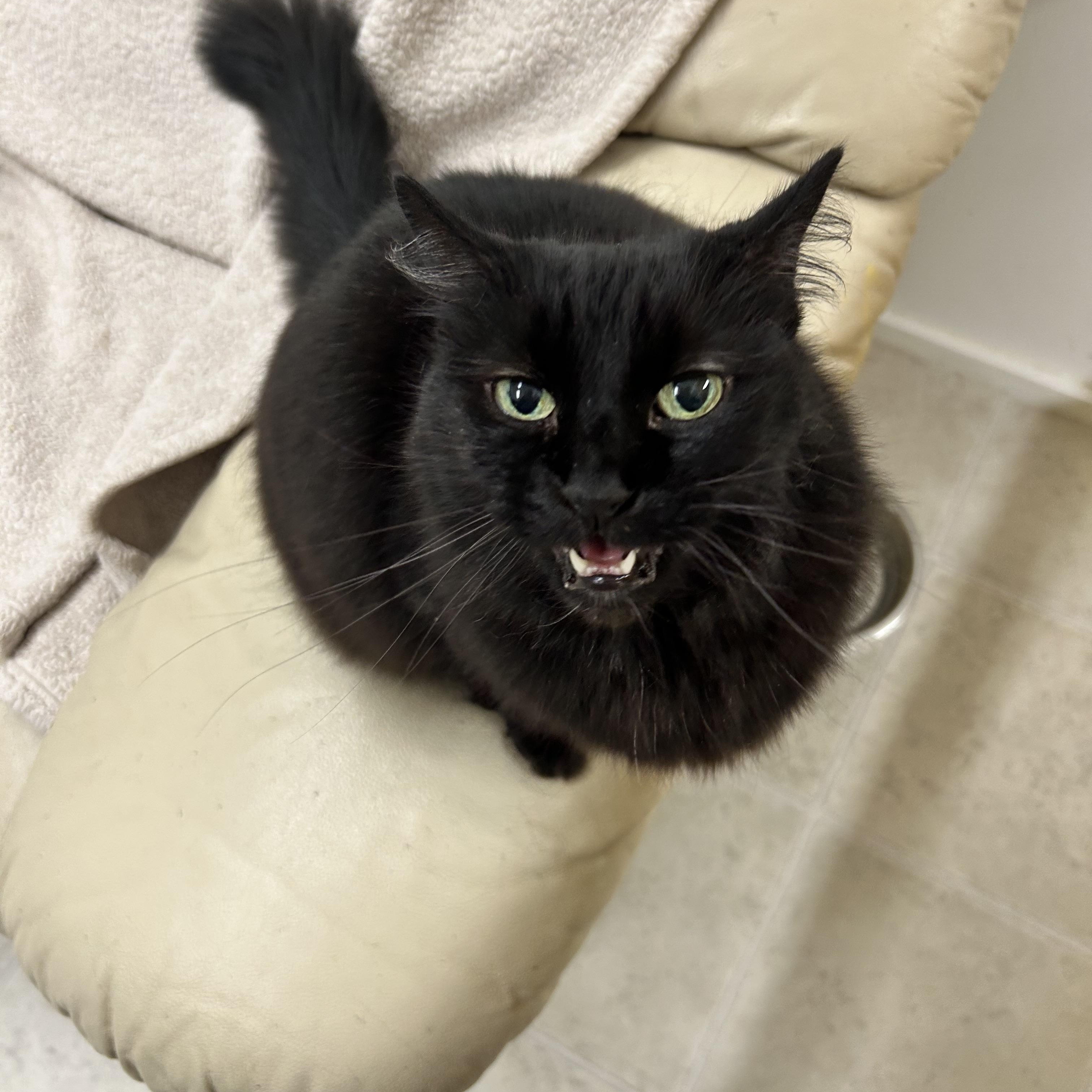 Jarvise, an adoptable Domestic Long Hair in Maple Ridge, BC, V2W 1A4 | Photo Image 2