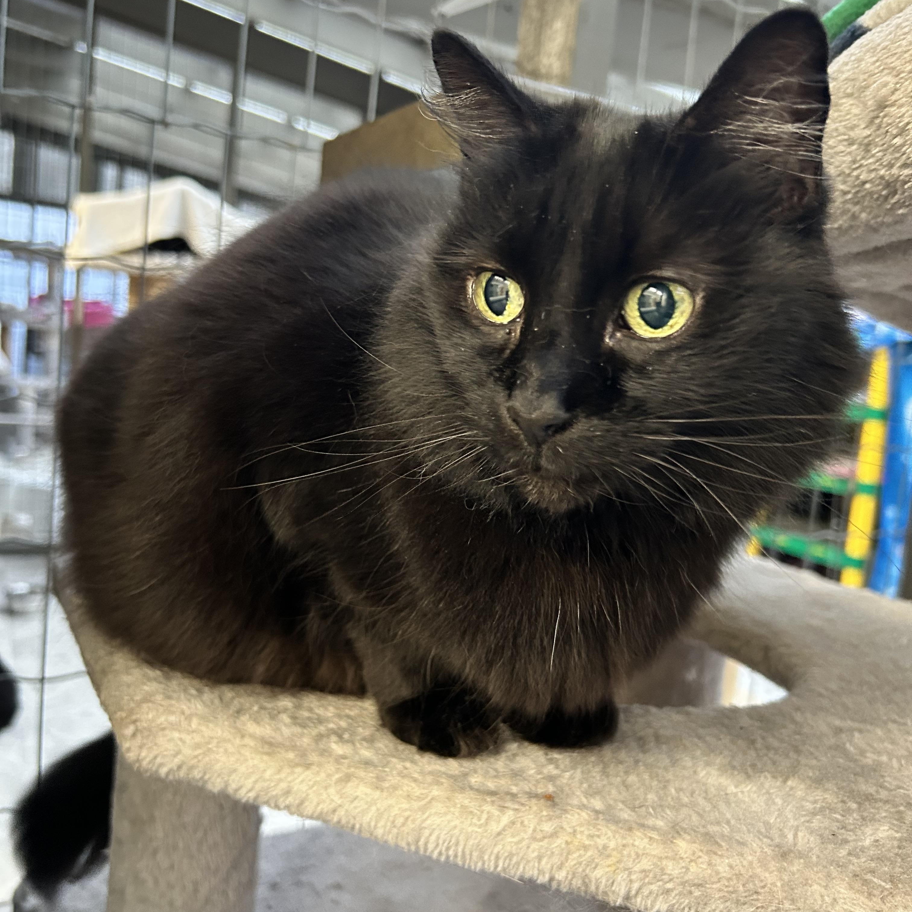 Jarvise, an adoptable Domestic Long Hair in Maple Ridge, BC, V2W 1A4 | Photo Image 3