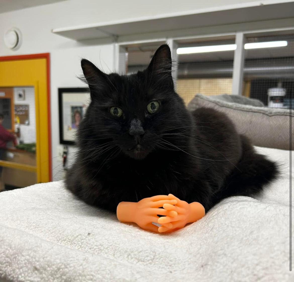 Jarvise, an adoptable Domestic Long Hair in Maple Ridge, BC, V2W 1A4 | Photo Image 5